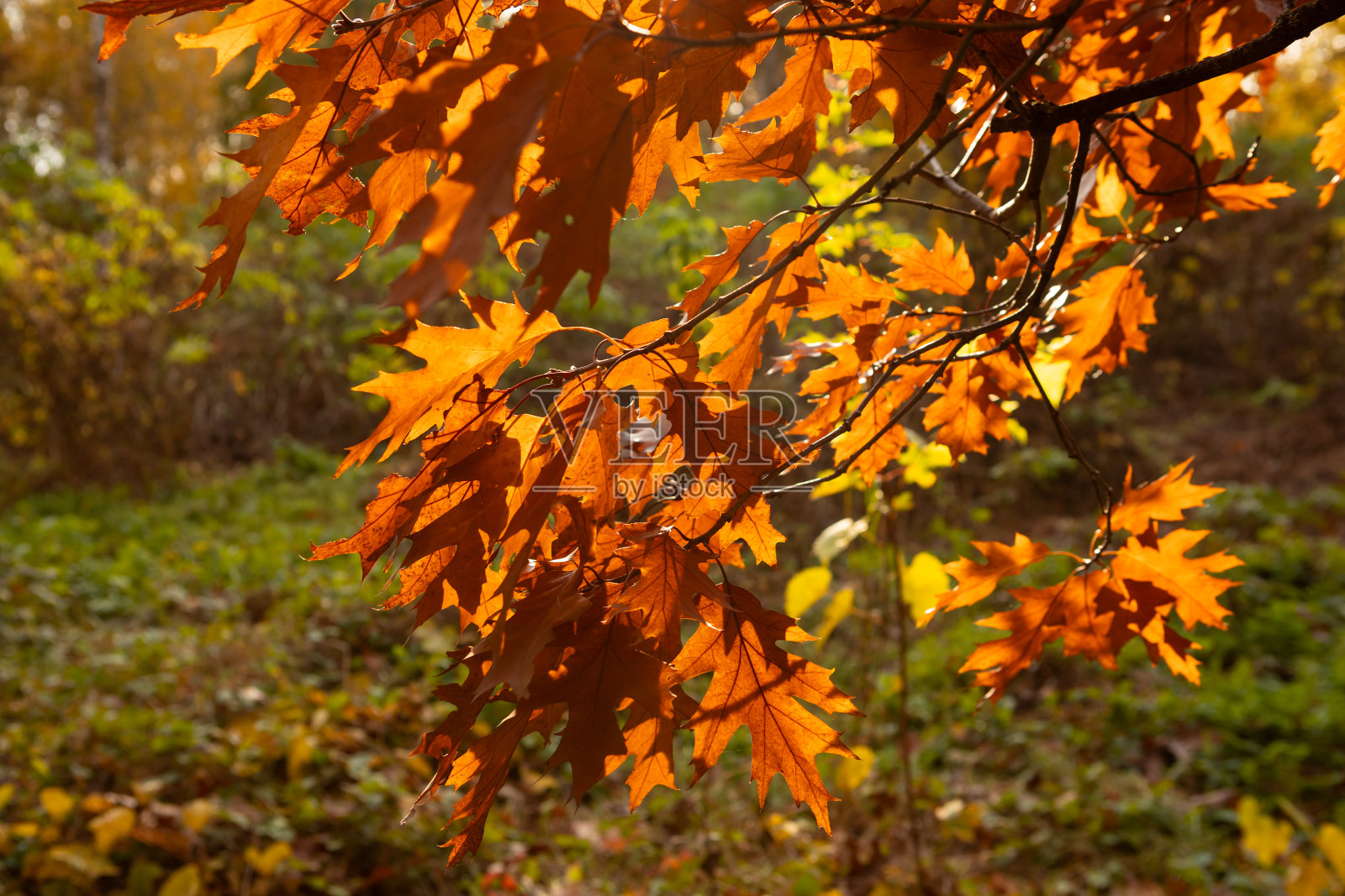 自然公园的秋橡树树枝上干燥的棕色叶子特写照片摄影图片