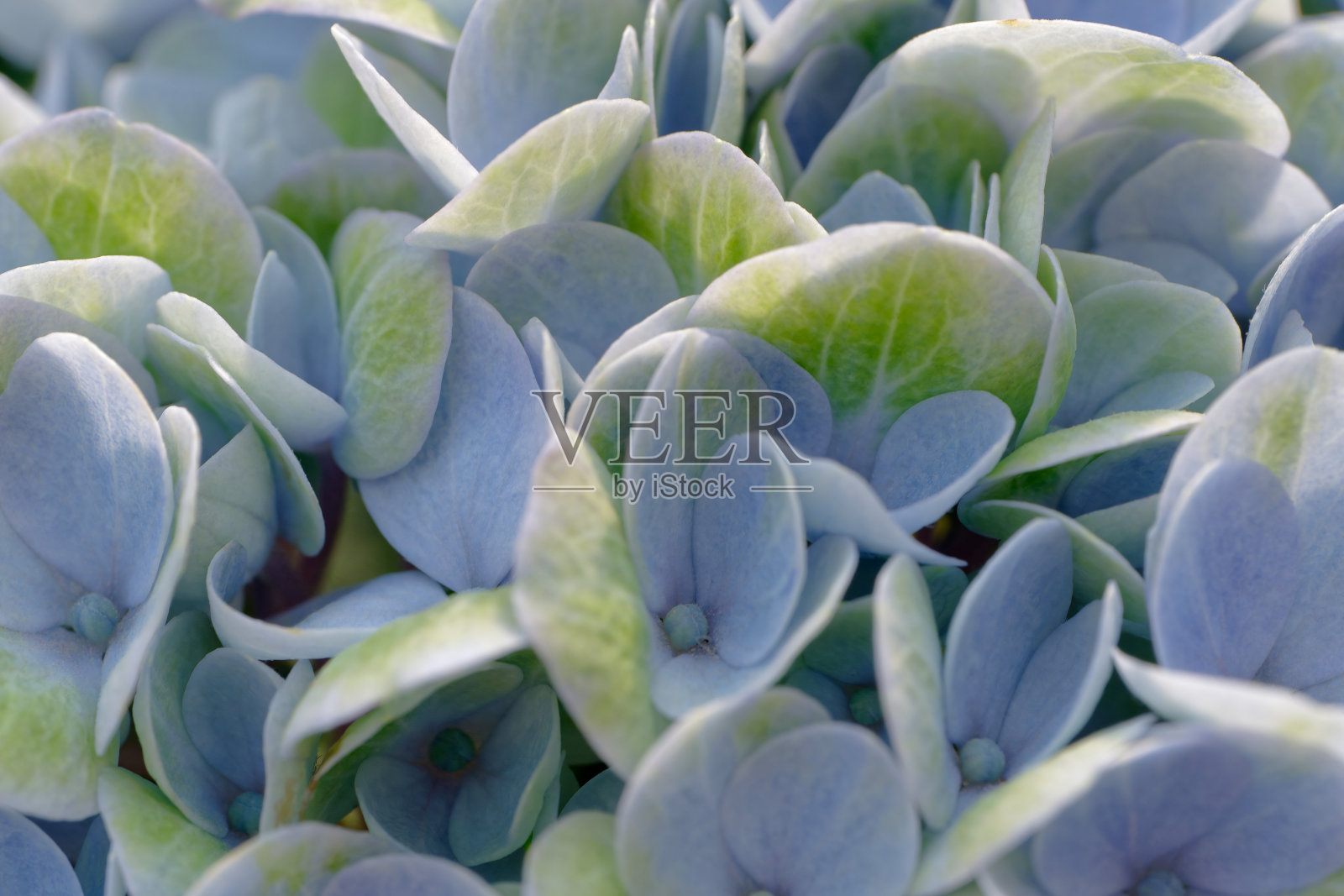 蓝色的花，绿色的叶子照片摄影图片