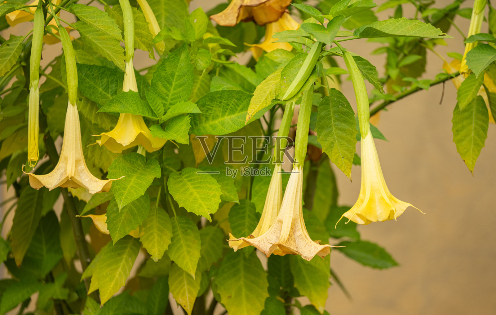 金色曼陀罗照片摄影图片