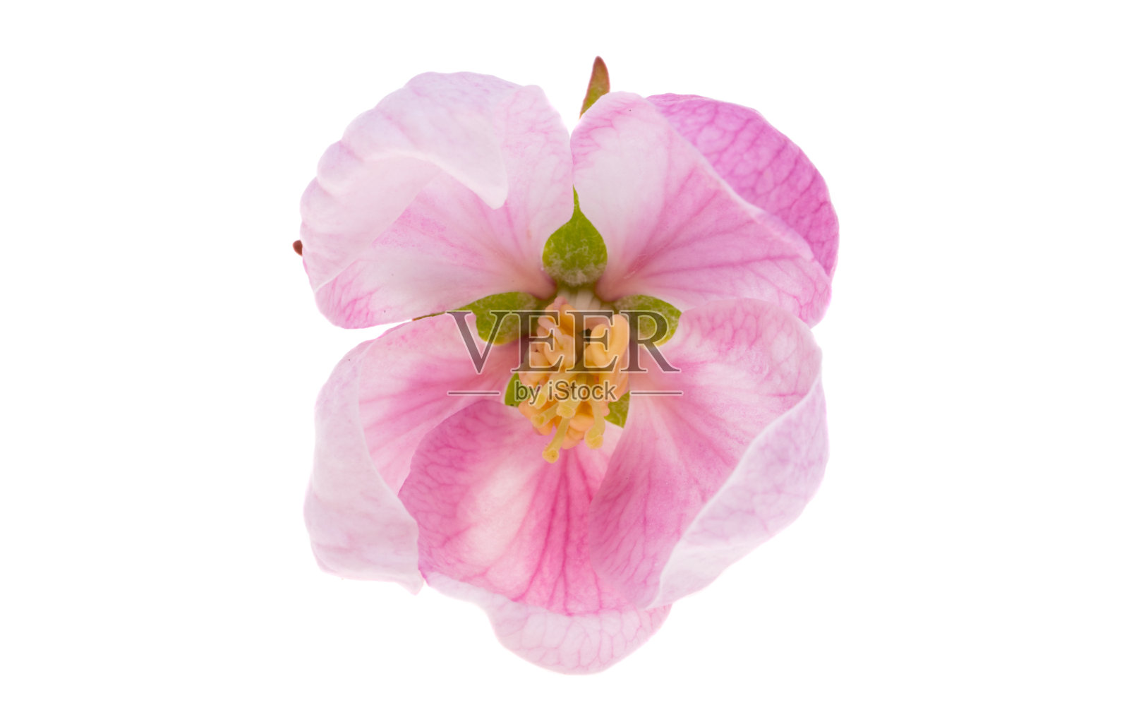 苹果树花分离照片摄影图片