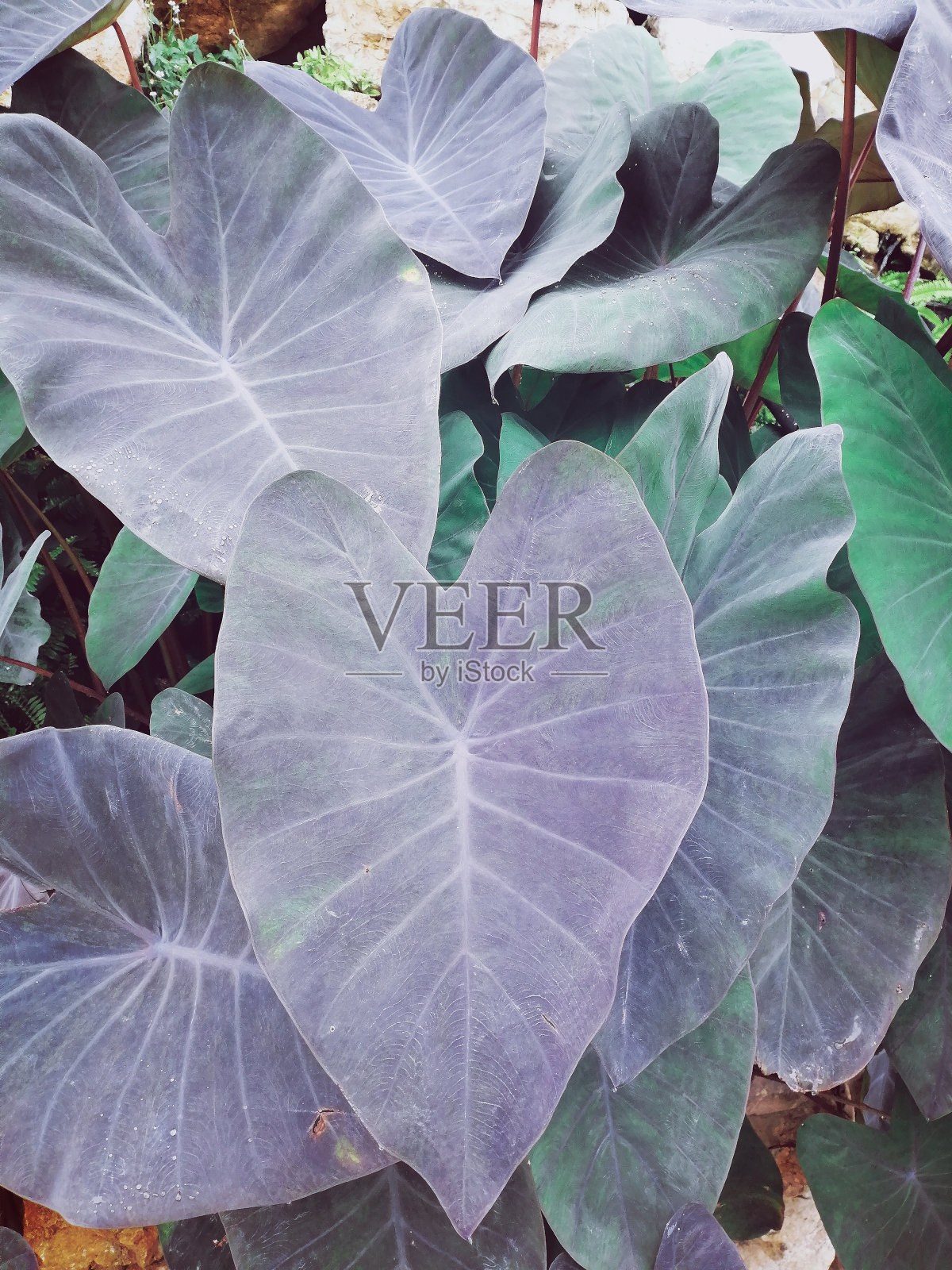 美丽的绿色热带树叶照片摄影图片