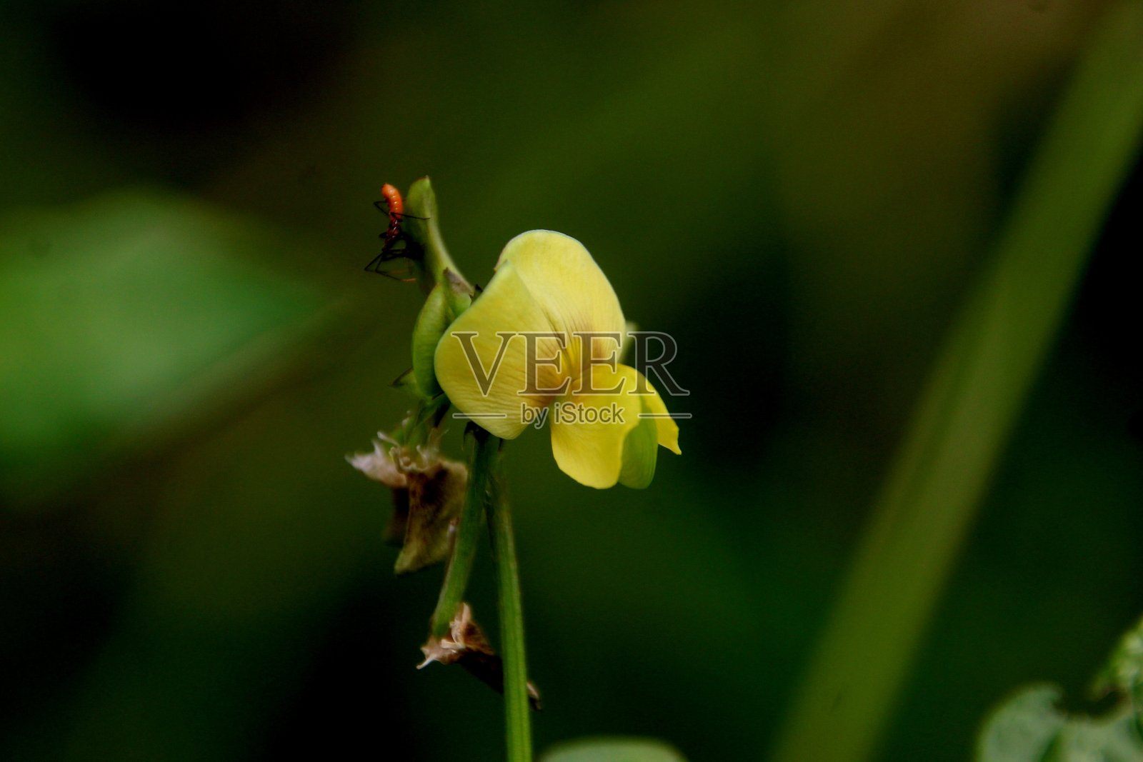豆科花植物照片摄影图片