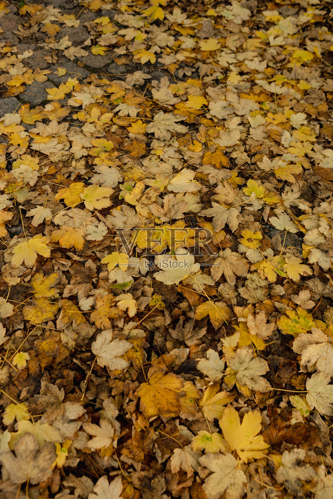 室外的自然背景是黄色的秋叶照片摄影图片