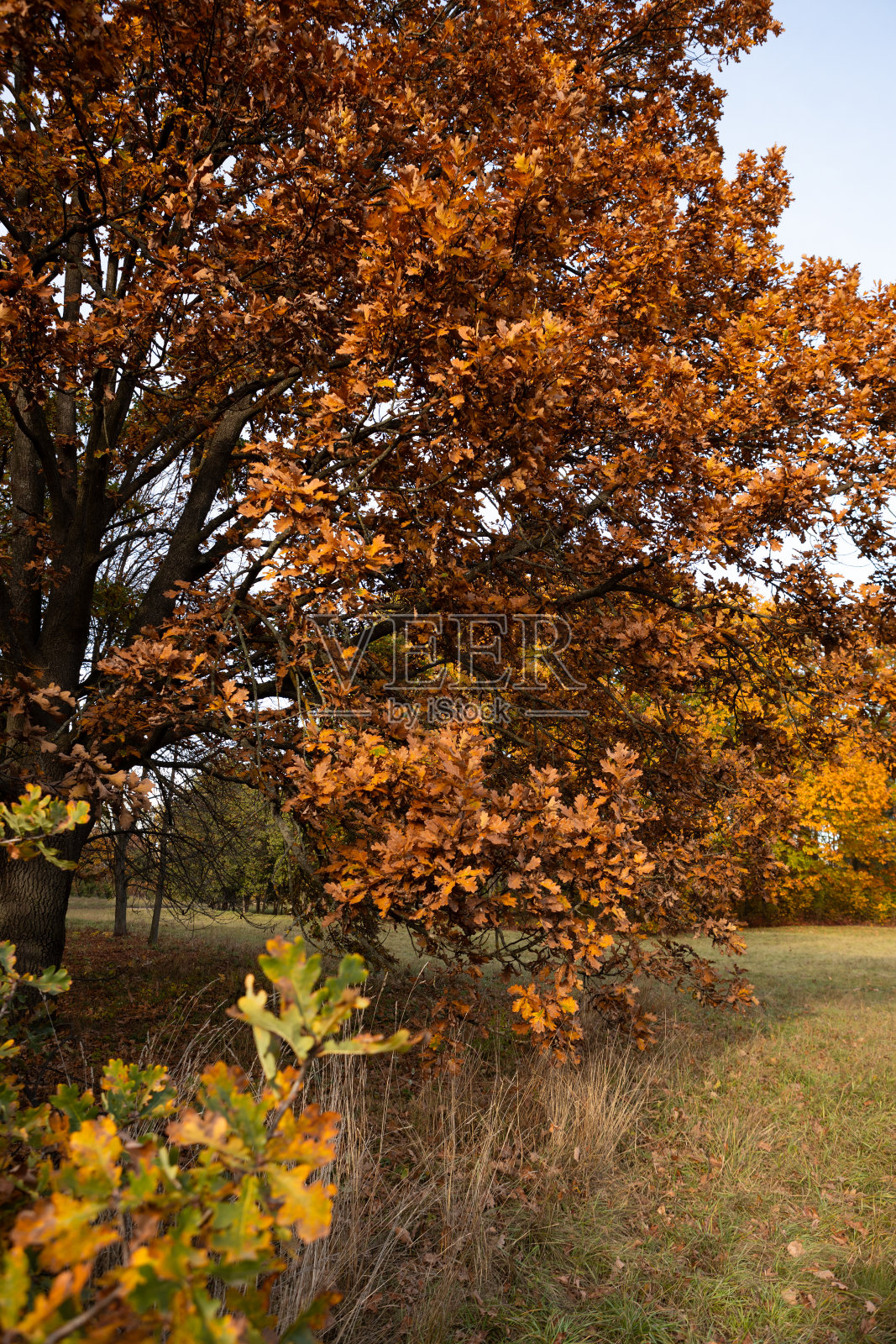 秋天的橡树，叶子枯黄，自然是十月的风景照片摄影图片