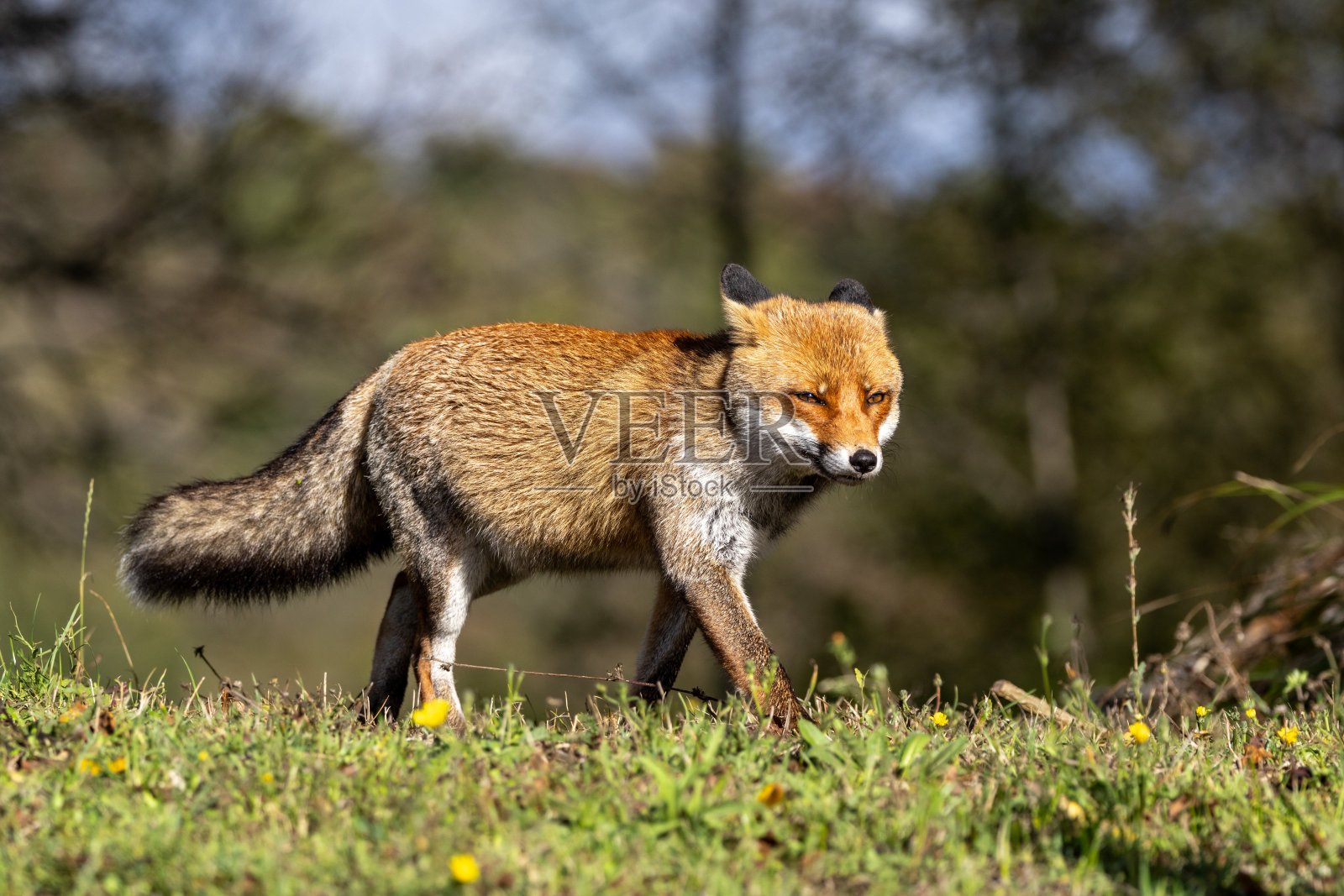 特写红狐照片摄影图片