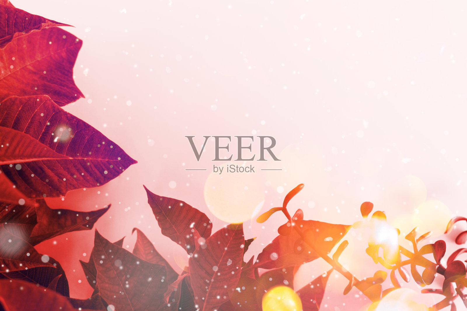 圣诞一品红花在白色的背景。照片摄影图片