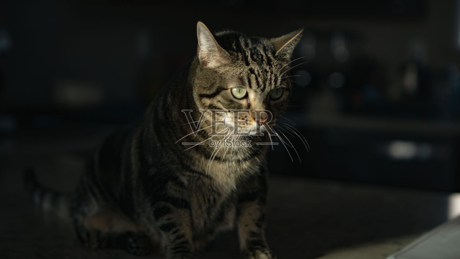 那只猫坐在铺着地毯的地面上盯着我看照片摄影图片