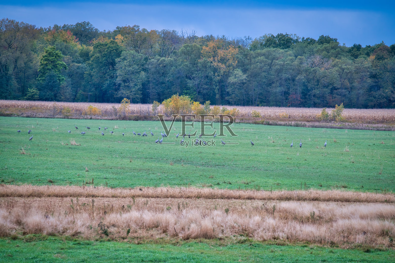 沙丘鹤在一个秋天聚集在田野里照片摄影图片