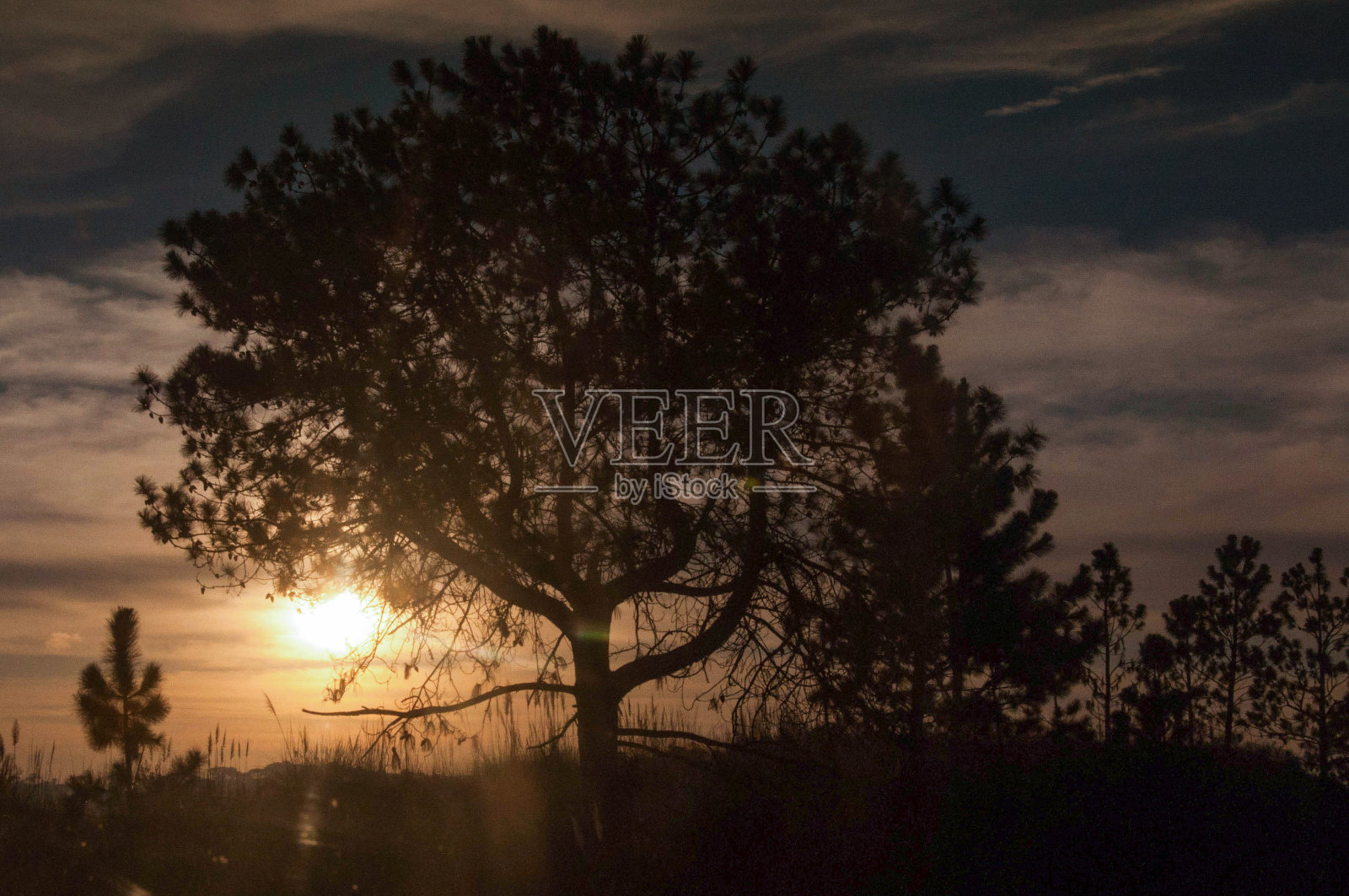 日出在田野的白树上照片摄影图片