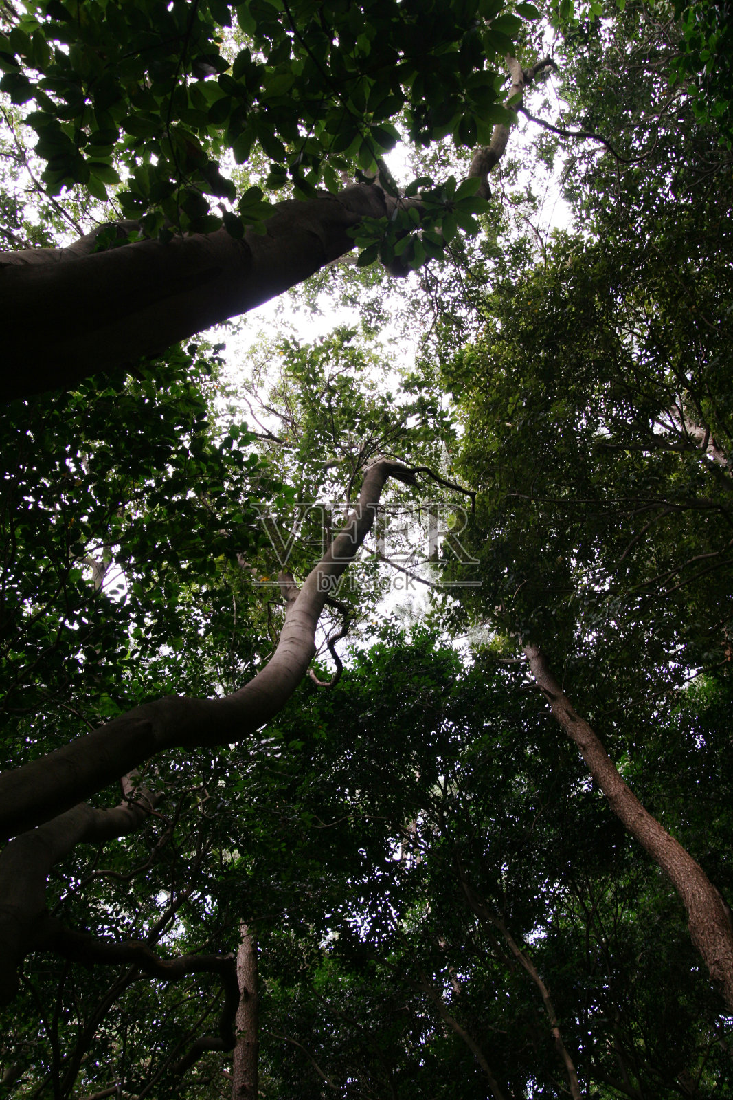 韩国岛上茂密的森林照片摄影图片