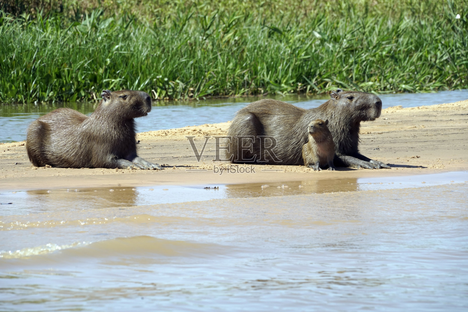 巴西潘塔纳尔的水豚[a]或更大的水豚(Hydrochoerus hydrochaeris)照片摄影图片