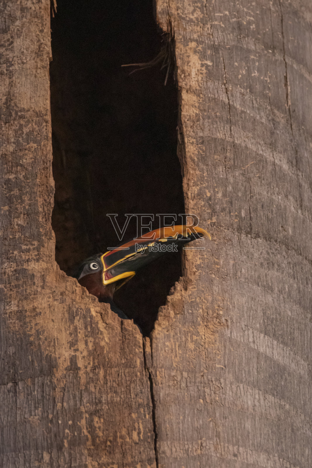 巴西热带草原鸟类照片摄影图片
