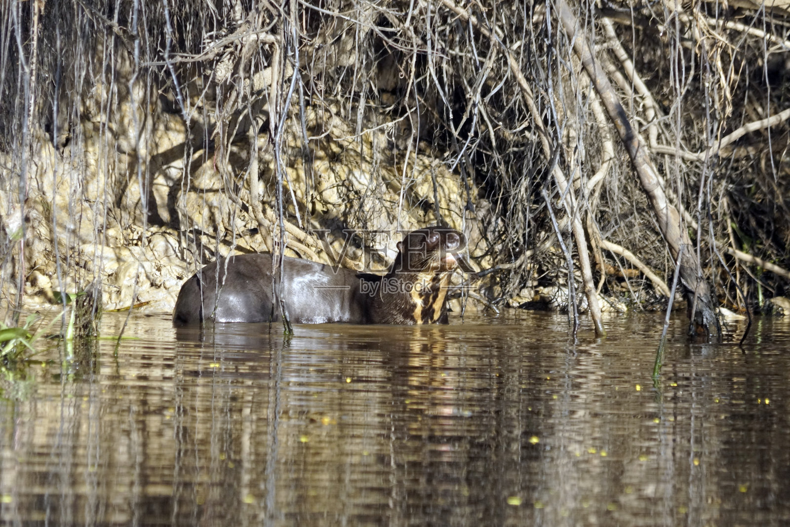 巴西潘塔纳尔河中的巨型水獭照片摄影图片