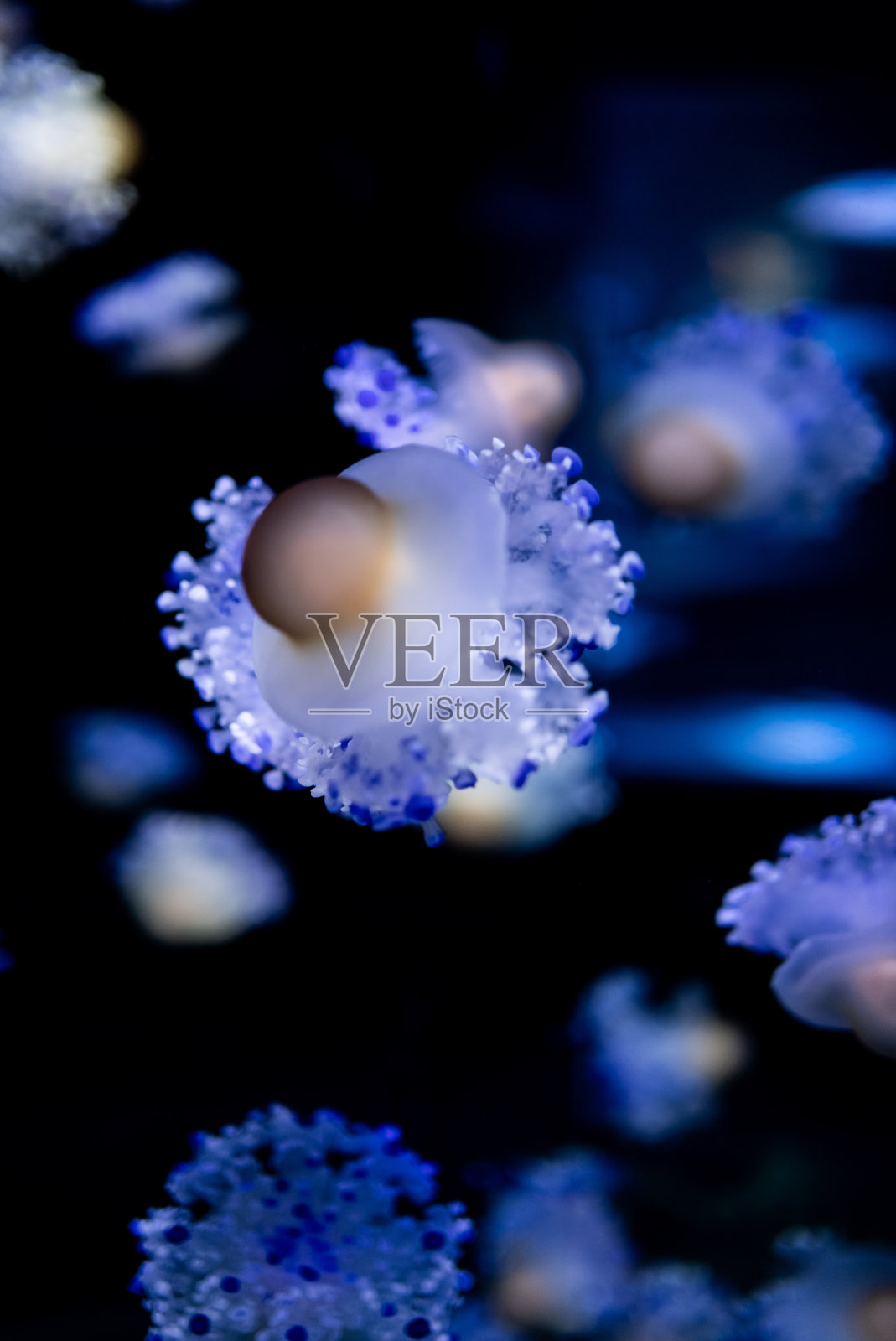 美丽多彩的水母在海洋或动物园水下游泳照片摄影图片