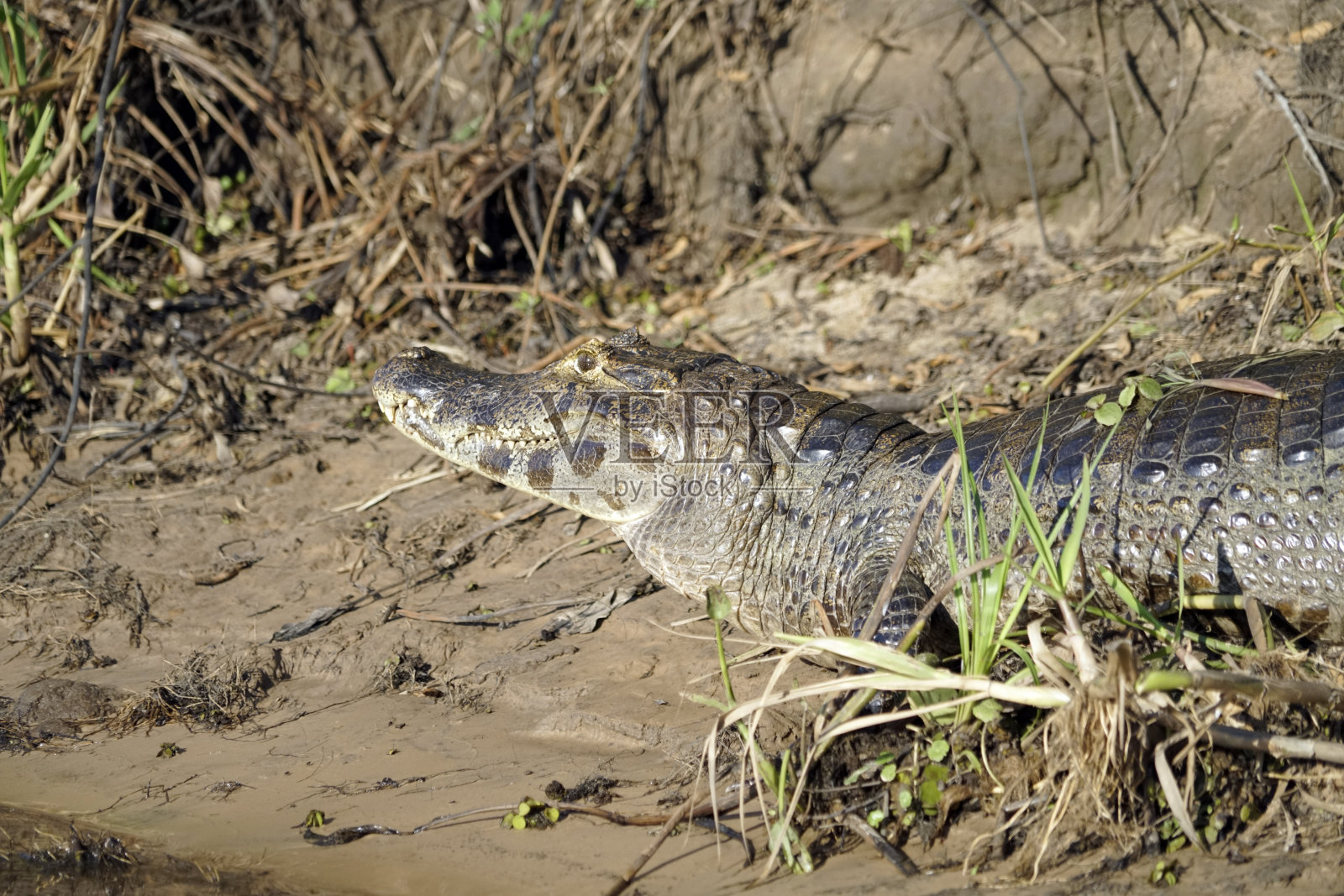 巴西潘塔纳尔河中的雅卡拉短吻鳄照片摄影图片