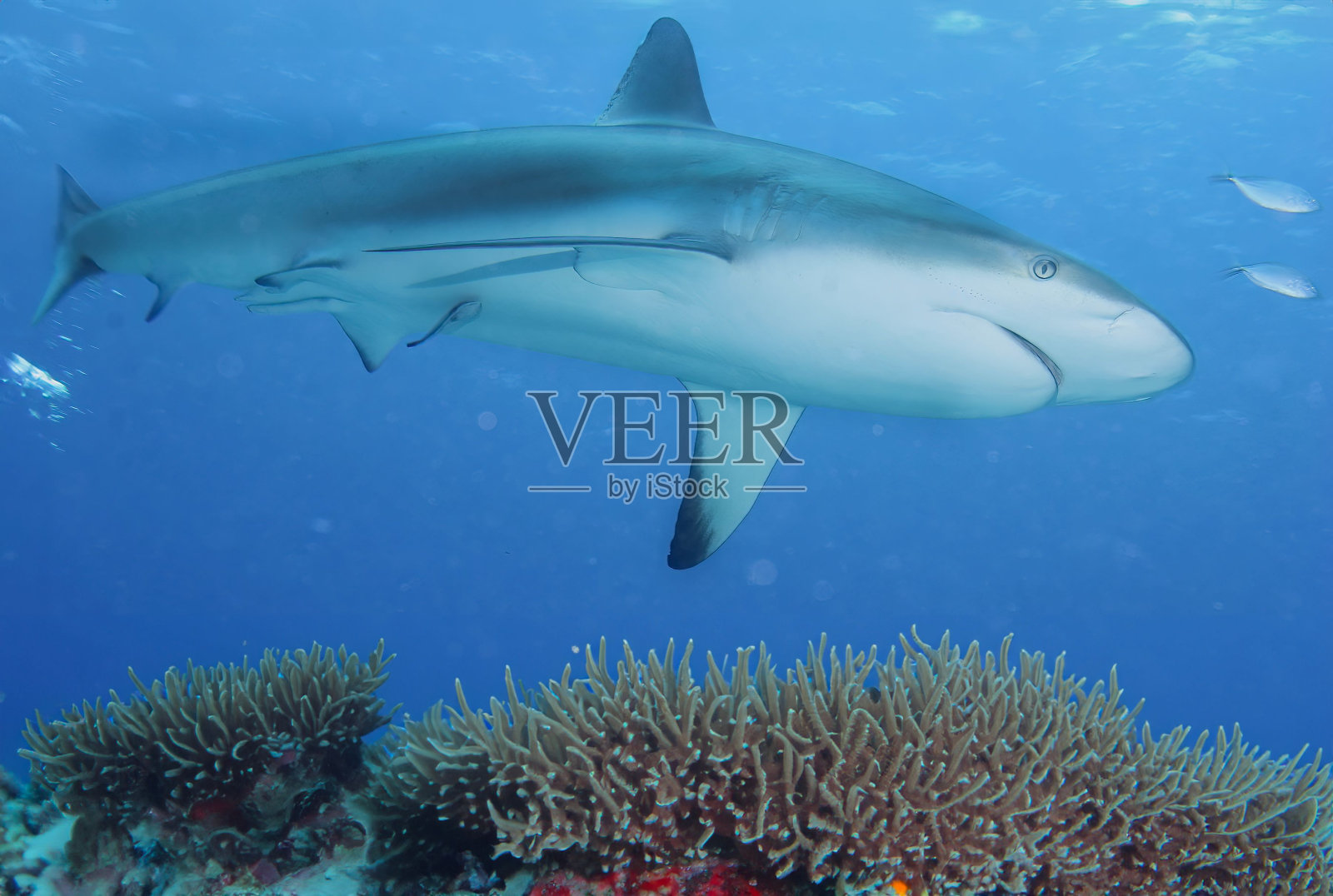 加勒比海礁鲨和领航鱼在巴哈马群岛的珊瑚礁上游来游去照片摄影图片