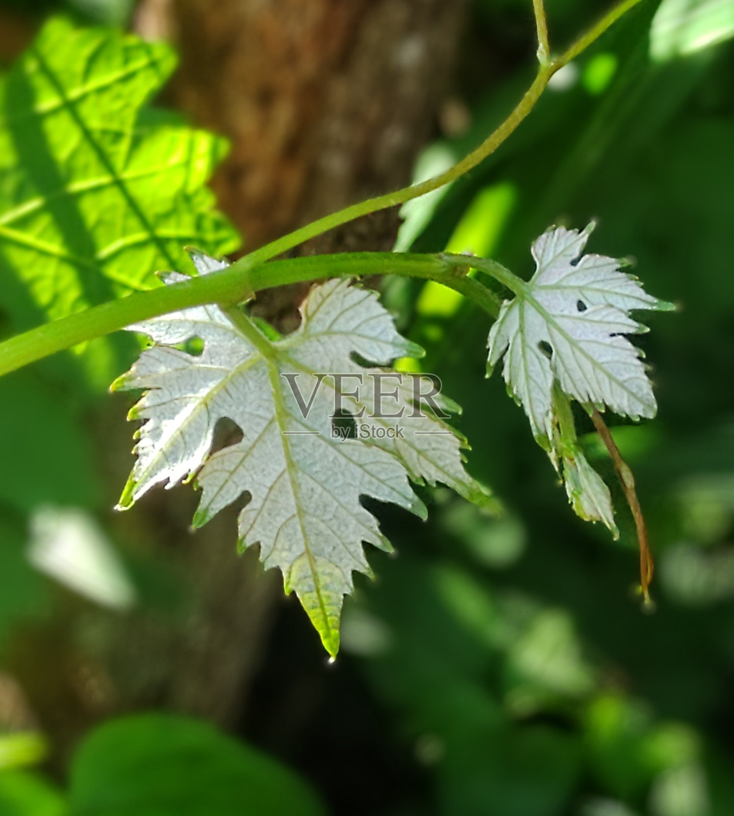 Parra照片摄影图片