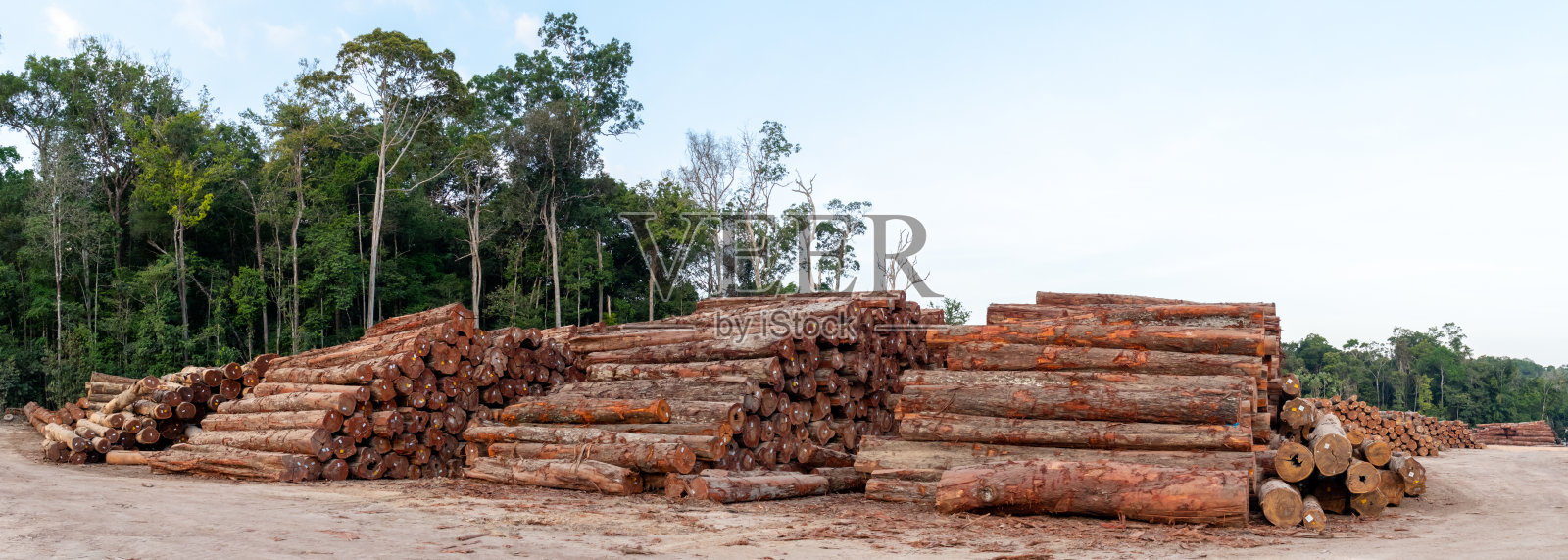 在亚马逊森林木材原木储存场照片摄影图片