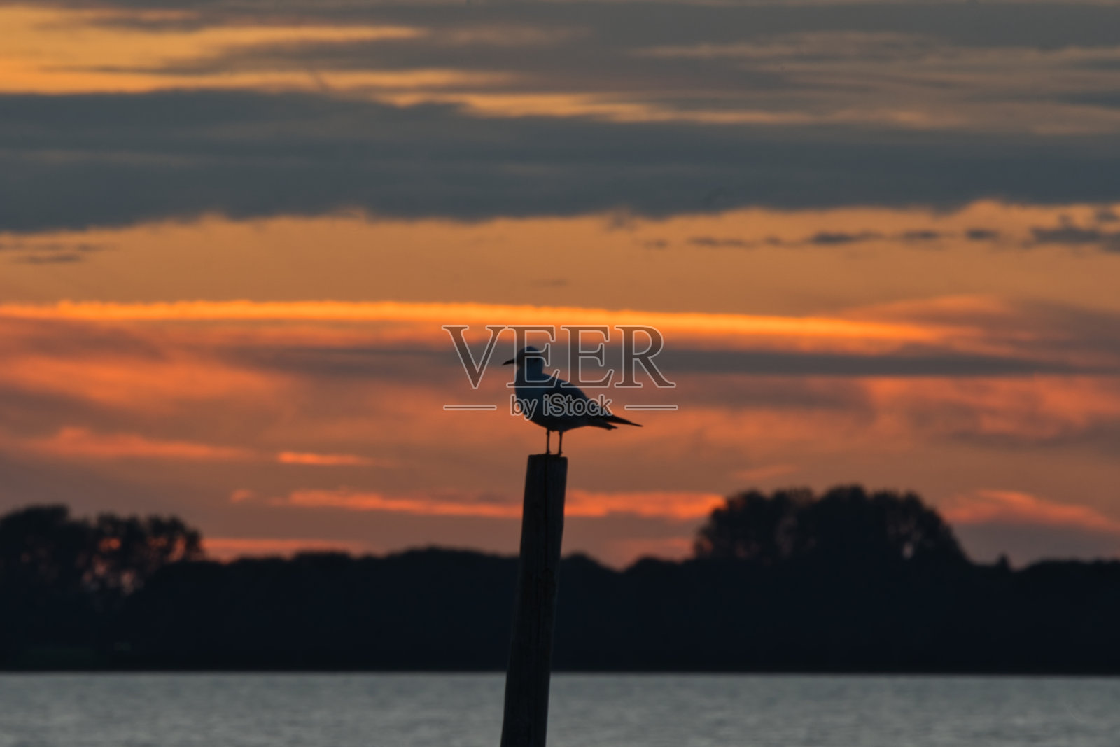 在夕阳下，头顶的海鸥站在一根杆子上，天空是橙色的照片摄影图片