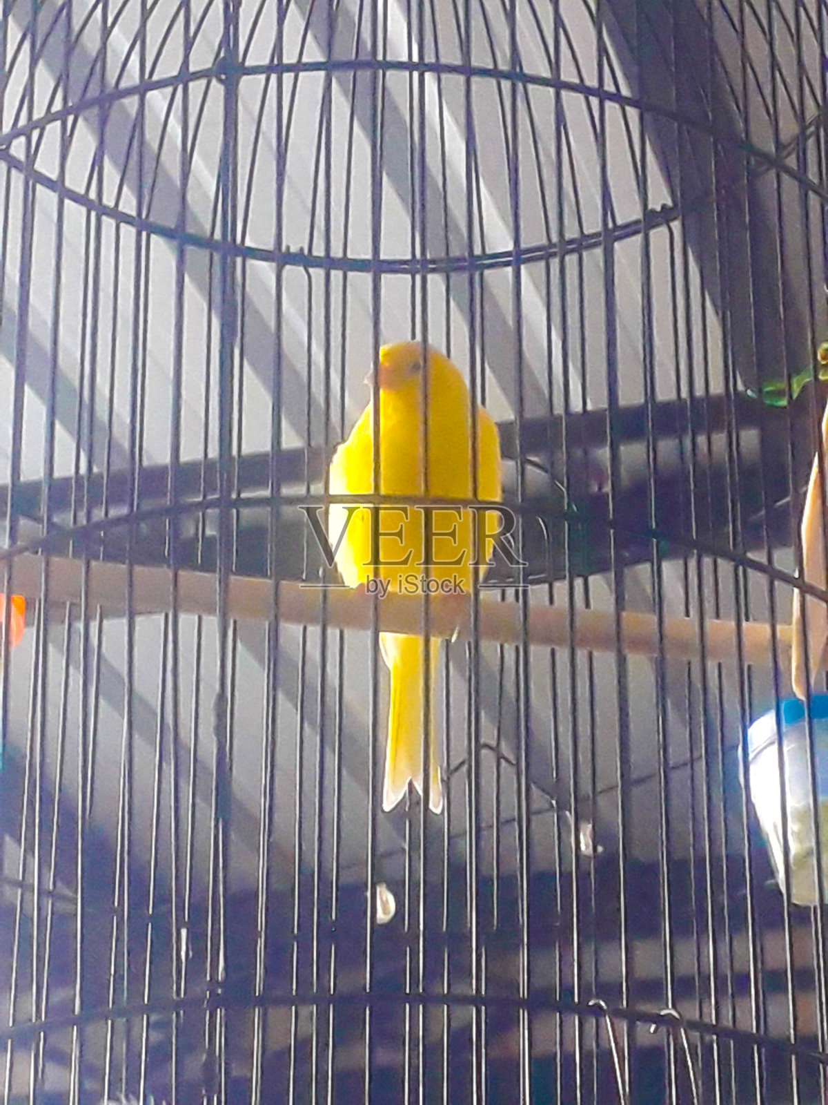 黄鸟想要自由照片摄影图片