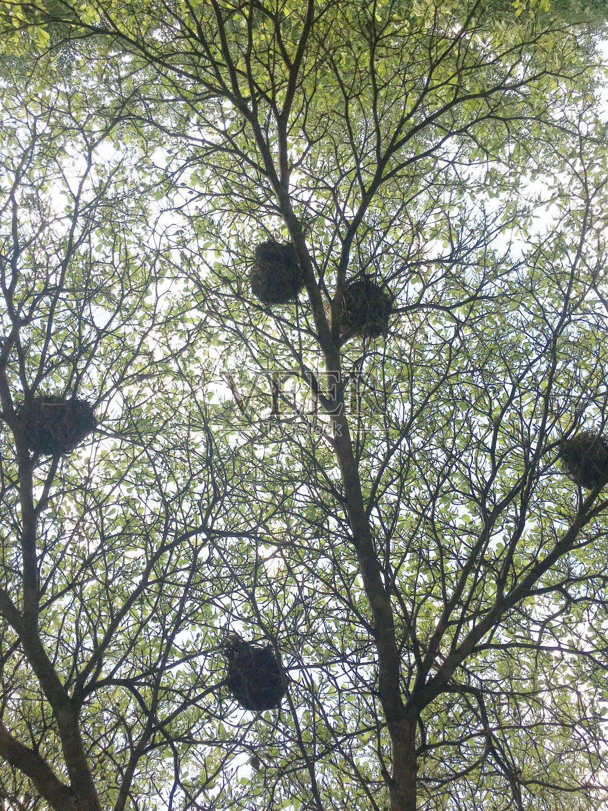 蓝天映衬下，公园里树上的鸟巢照片摄影图片