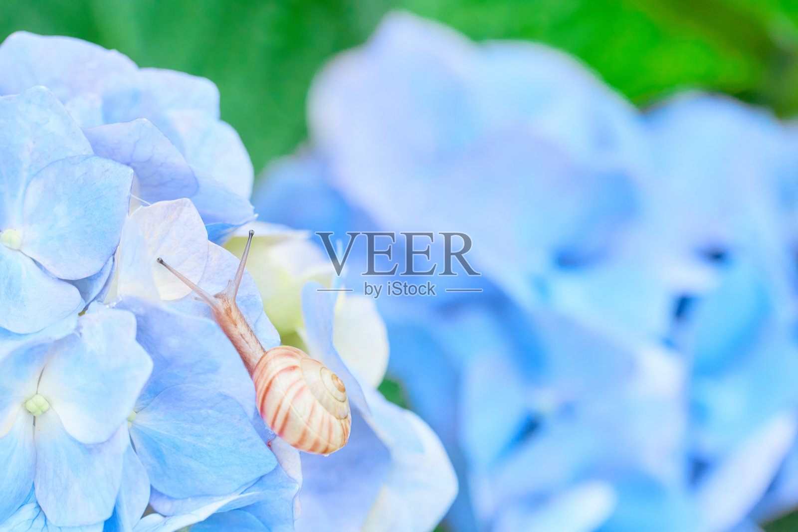 温和湿润的浅蓝色绣球花和一只蜗牛照片摄影图片