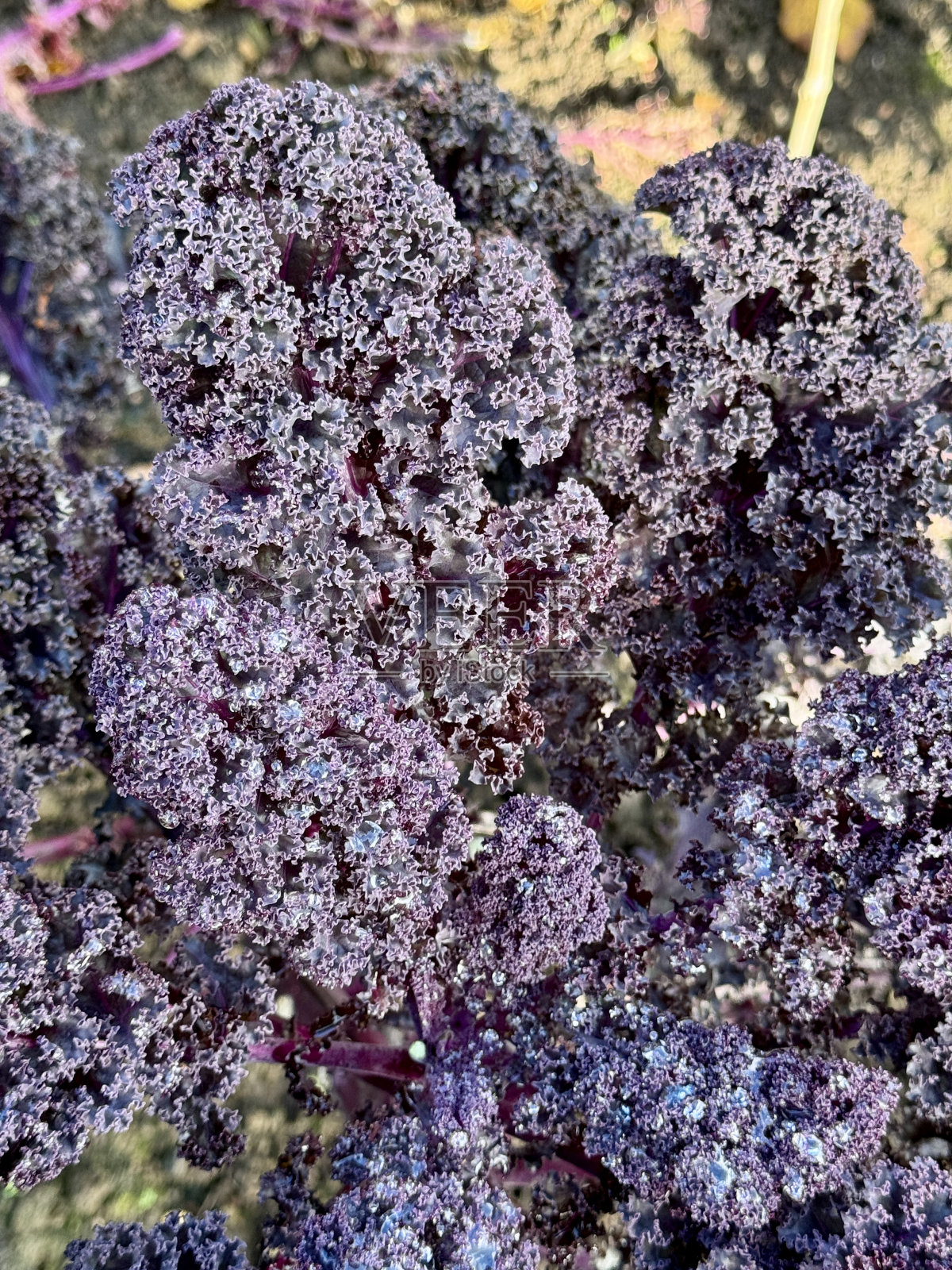 紫刺甘蓝照片摄影图片