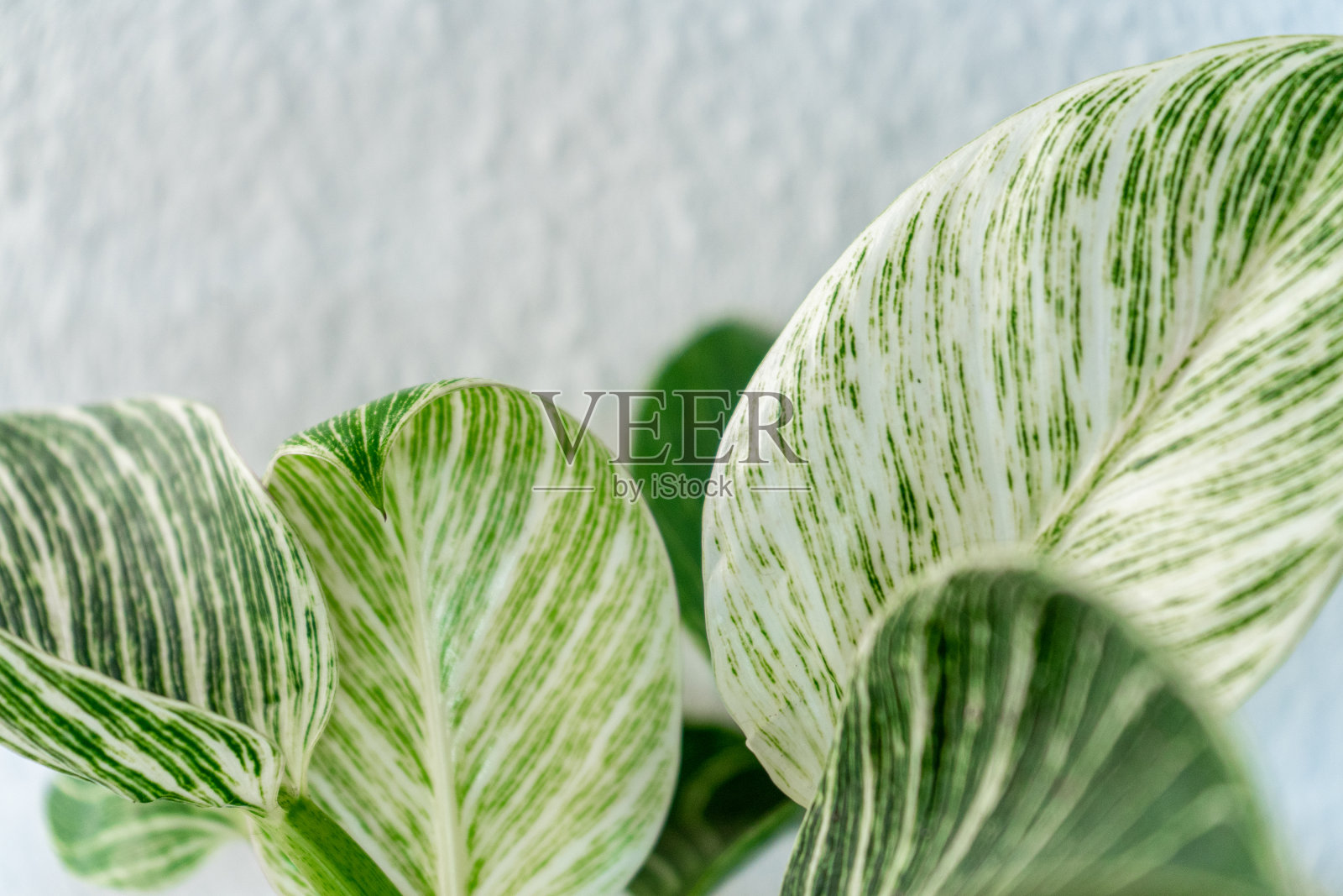 白墙前的绿色和白色室内植物照片摄影图片