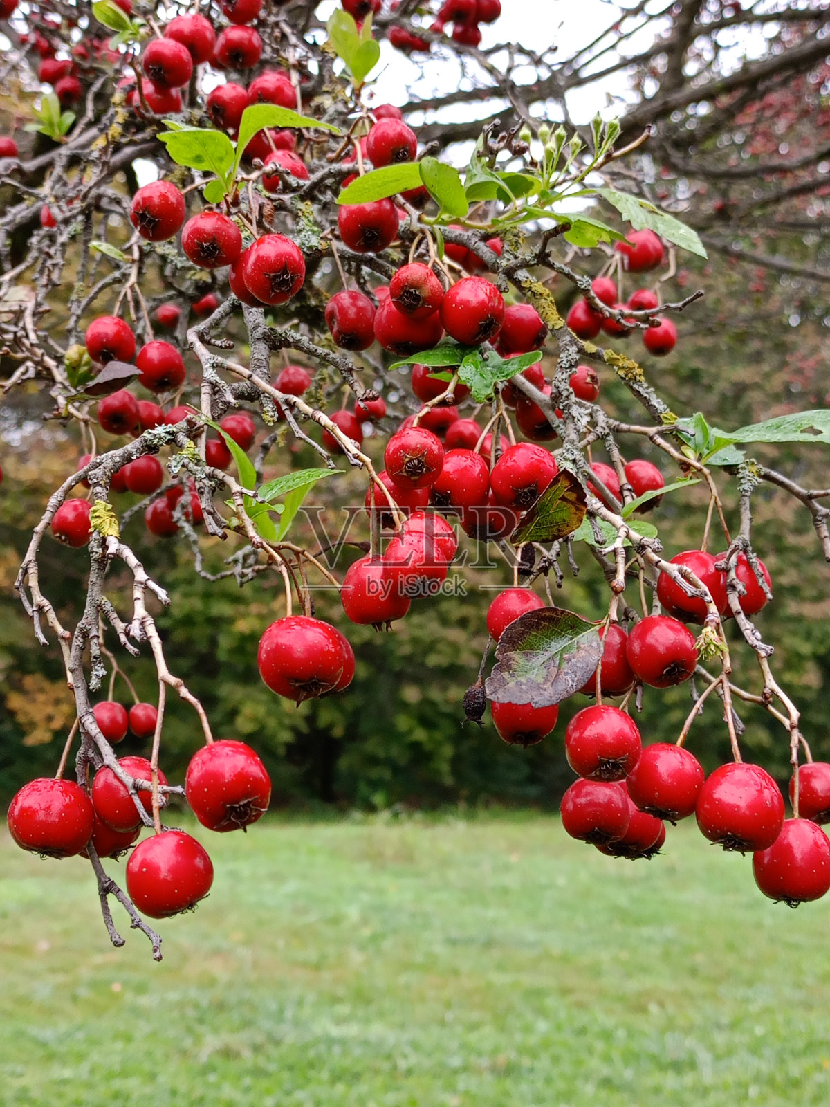 果树照片摄影图片