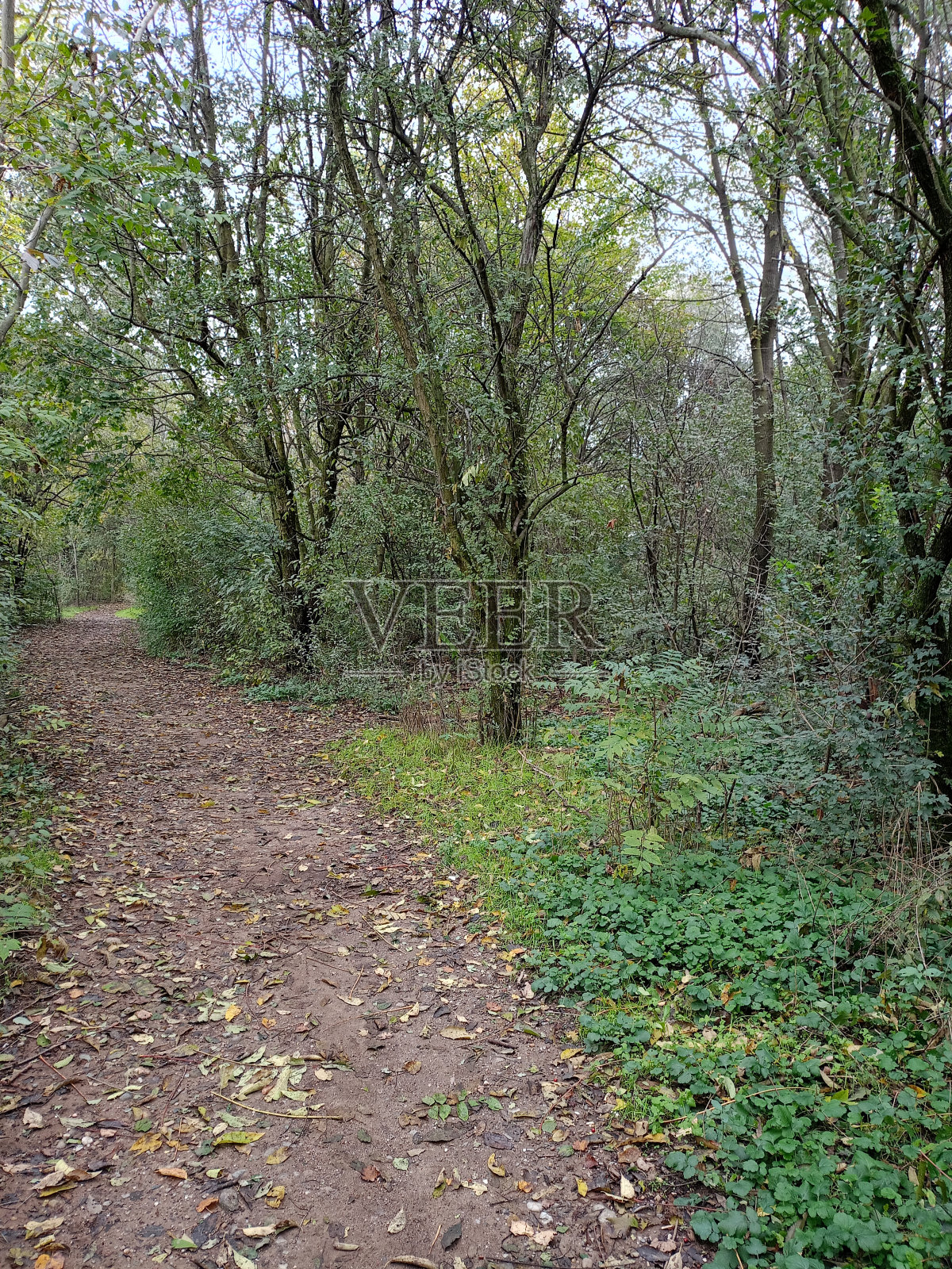 果树照片摄影图片