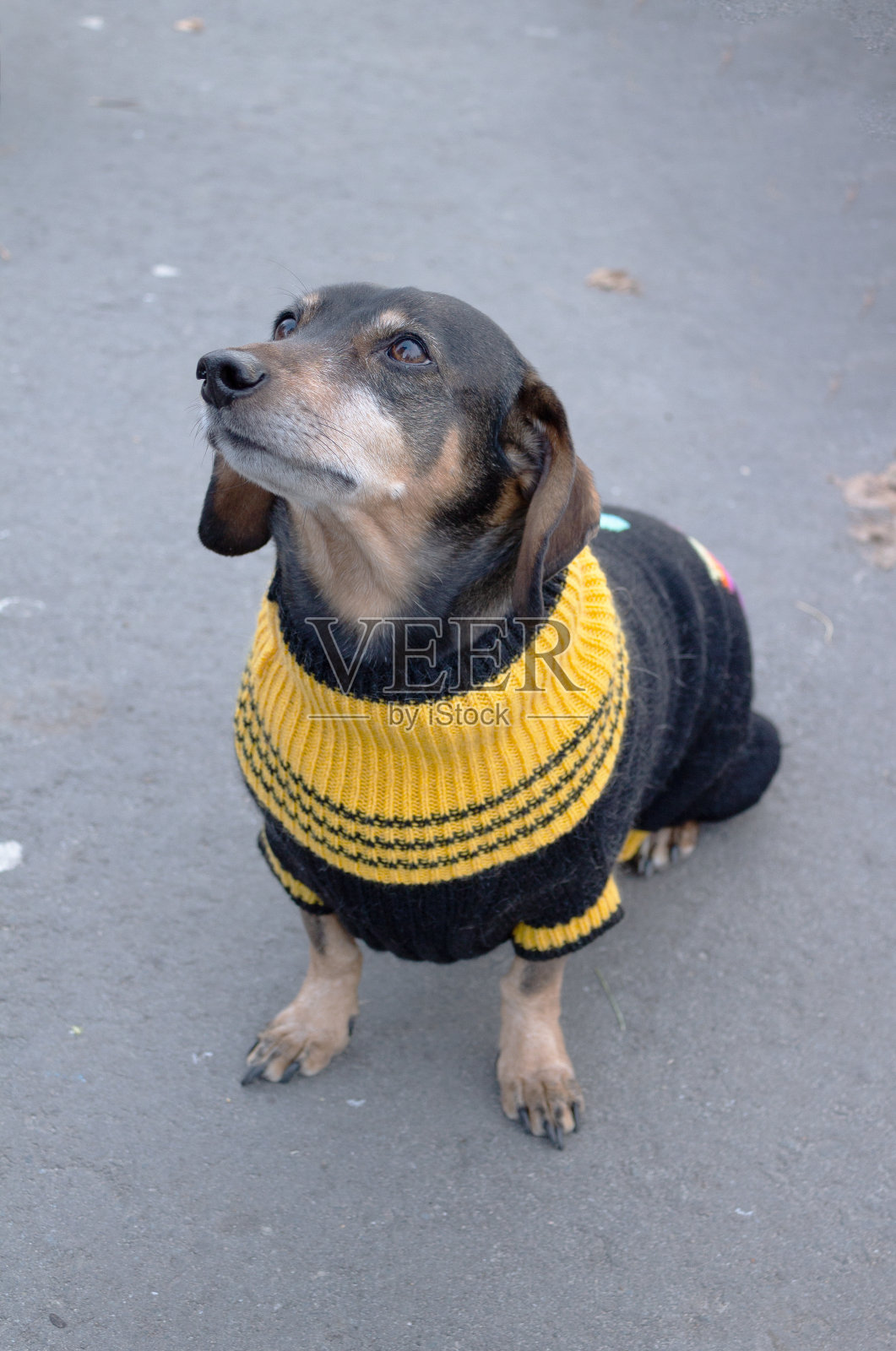 可爱的腊肠狗穿着毛衣，在散步照片摄影图片