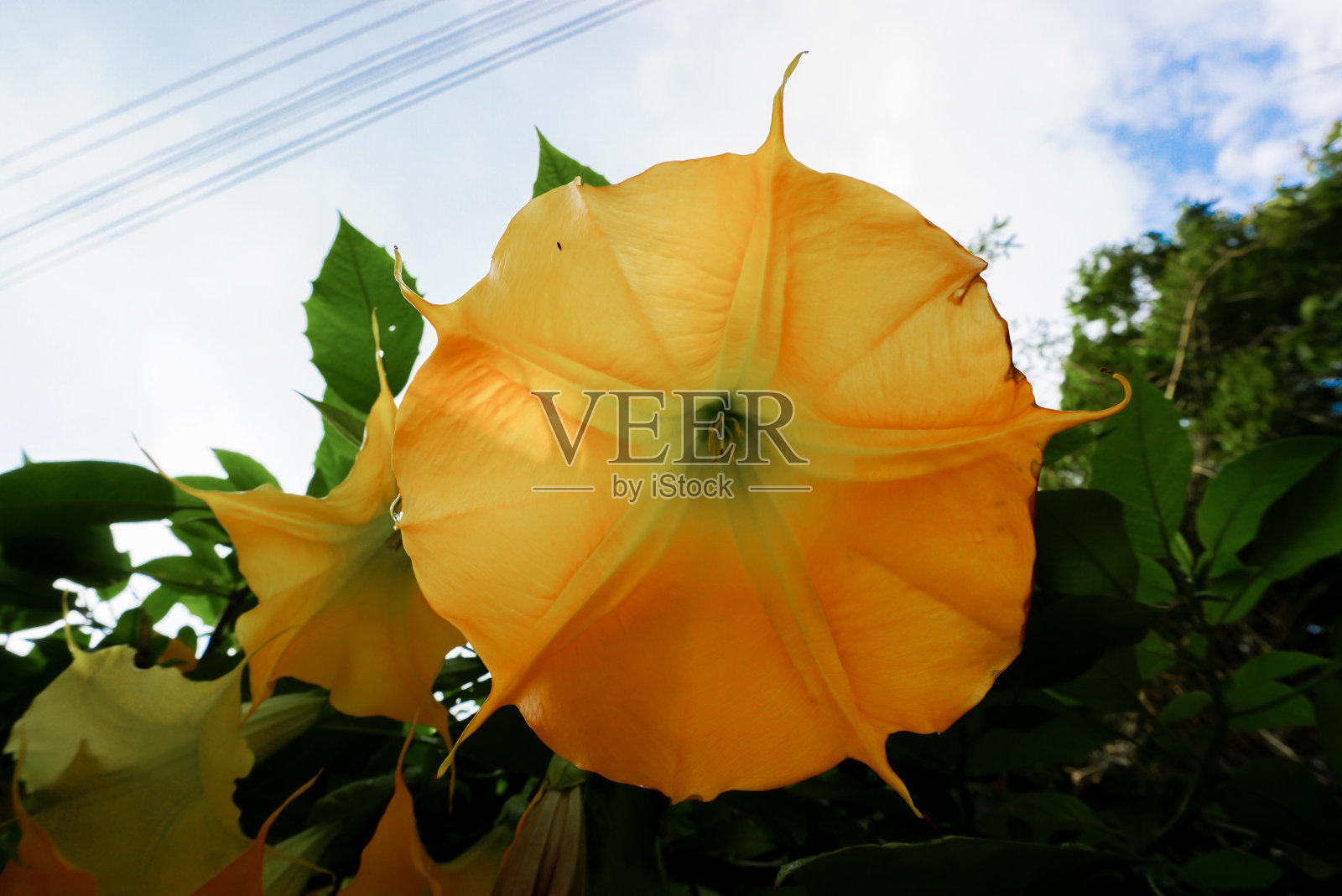 花园里的树枝上挂着一株凤仙花。巴西的白色天使小号，也被称为天使的眼泪和雪天使的小号。“天使小号”花。它的学名是曼陀罗。照片摄影图片