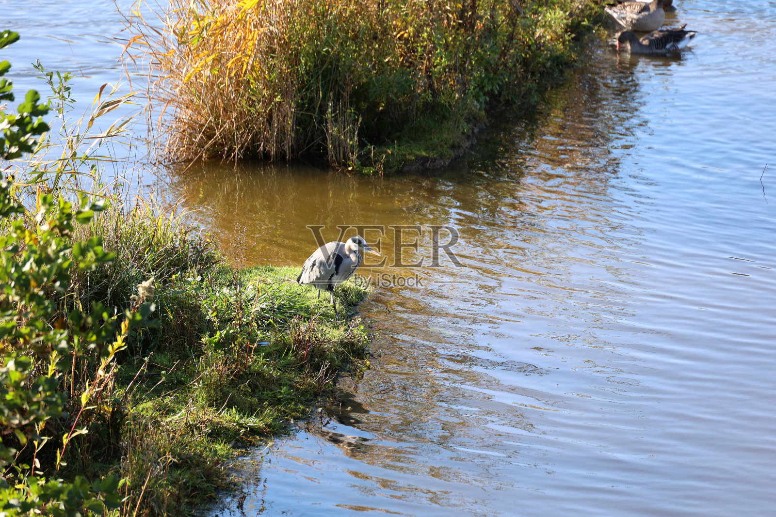德国柏林，一只秋天的苍鹭在湖中潜伏觅食照片摄影图片