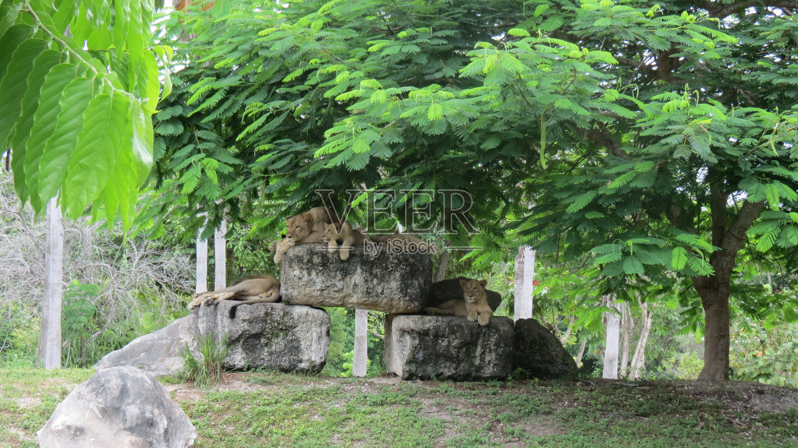 野生动物园野生动物照片摄影图片