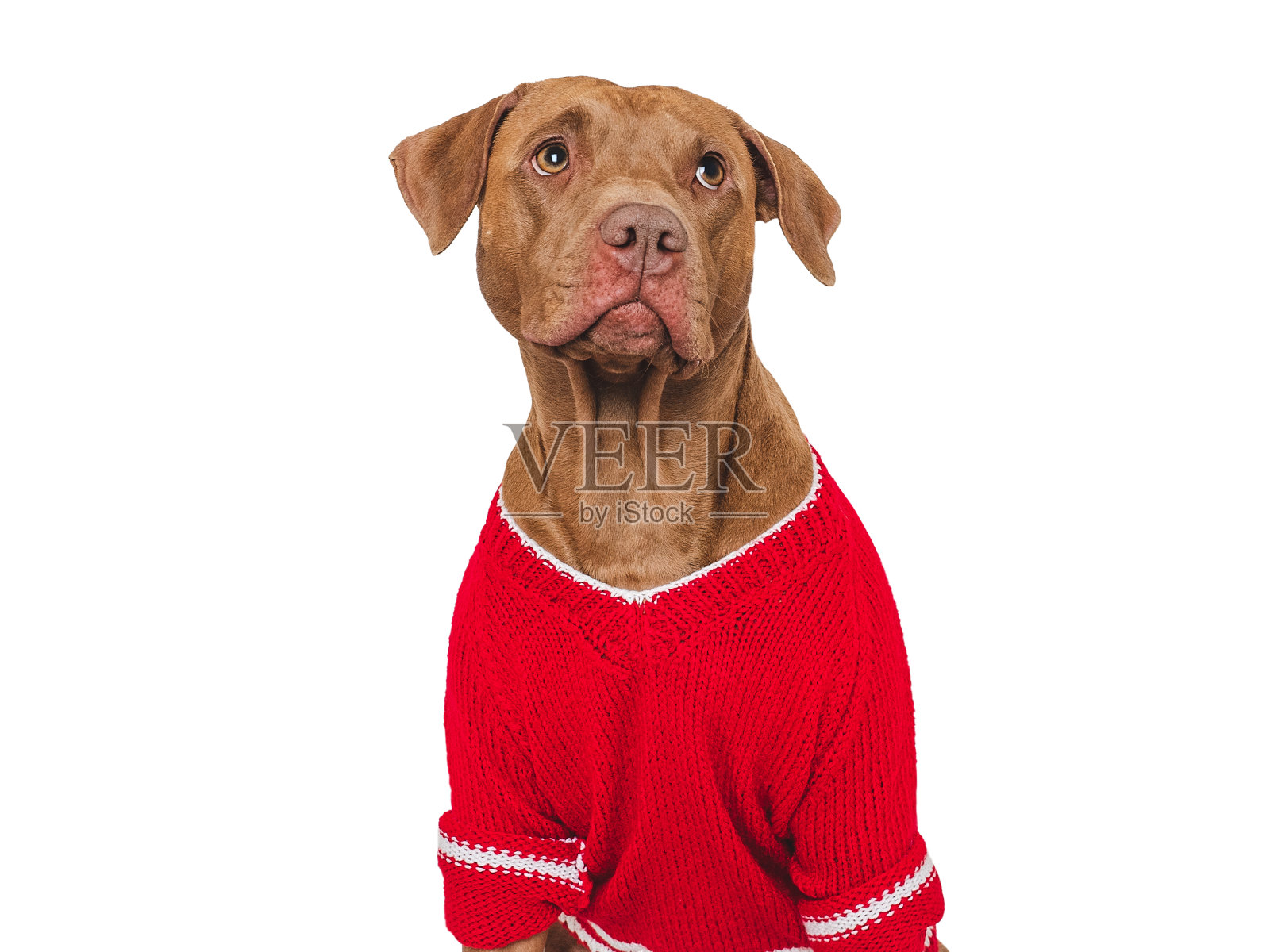 可爱的棕色狗和红色针织毛衣照片摄影图片