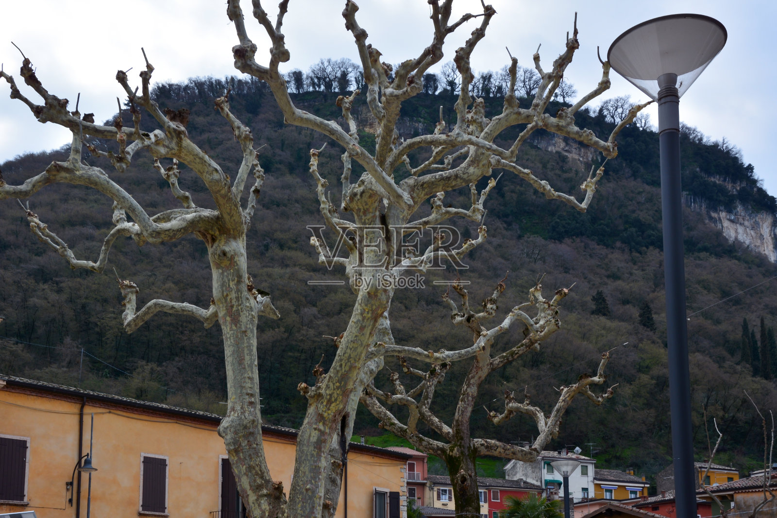 一棵没有叶子的老树和一根灯柱，背景是老房子和一座树木覆盖的小山照片摄影图片