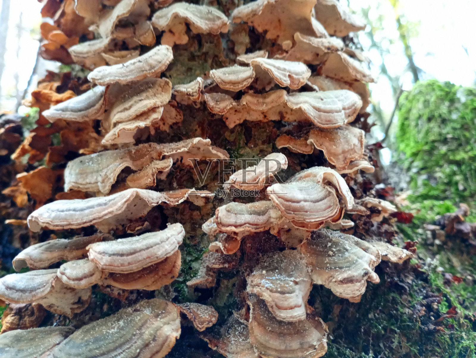 寄生蘑菇生长在一个老树桩上。秋天，森林里一根腐烂的树干上成排地生长着许多毒蕈。照片摄影图片