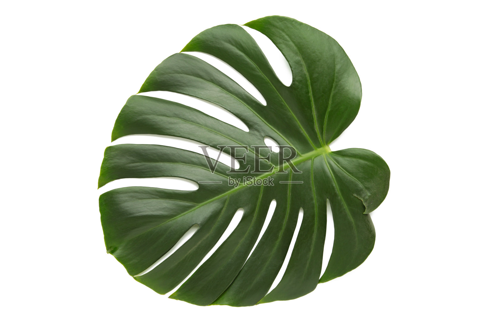 怪物叶，孤立在白色背景上的热带常绿植物照片摄影图片