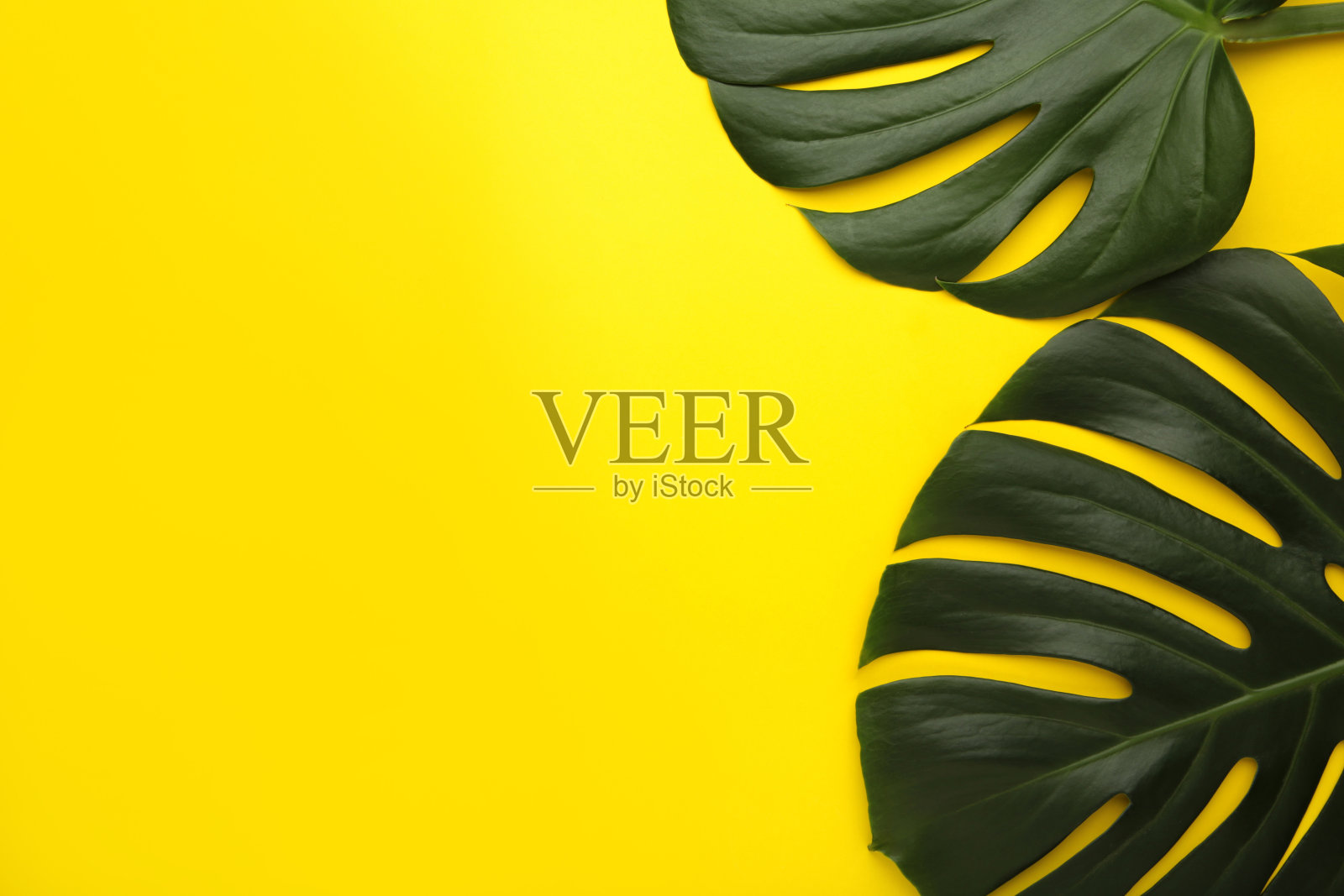 热带树叶怪物在黄色背景。文本空间照片摄影图片