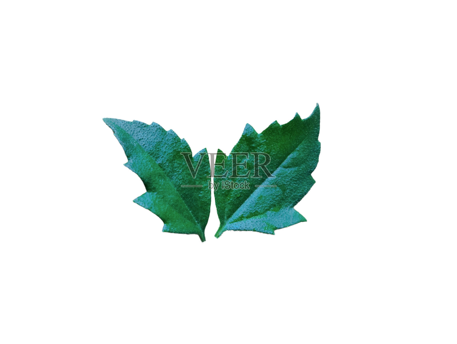 绿色的树叶照片摄影图片