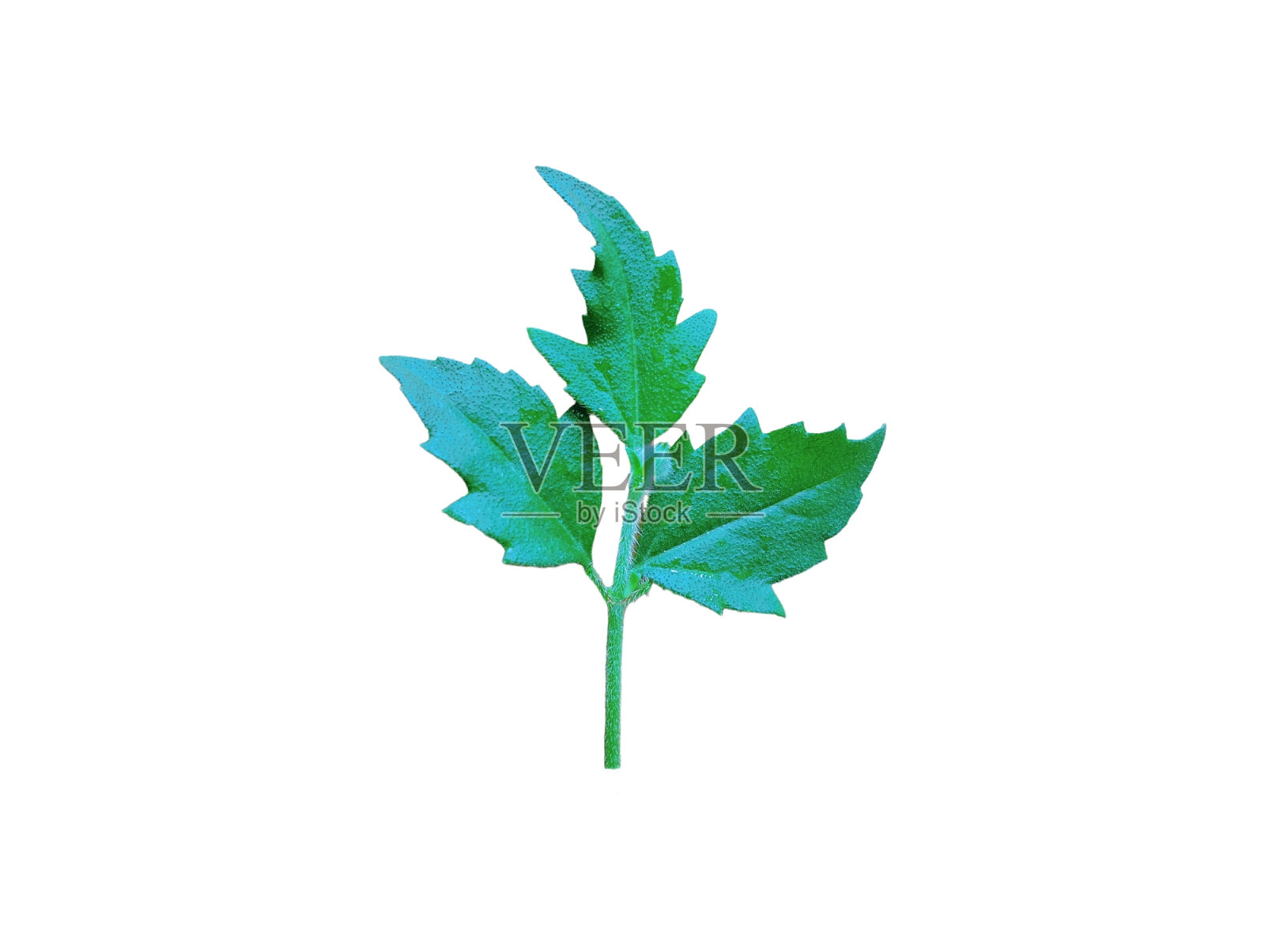 绿色的叶子照片摄影图片