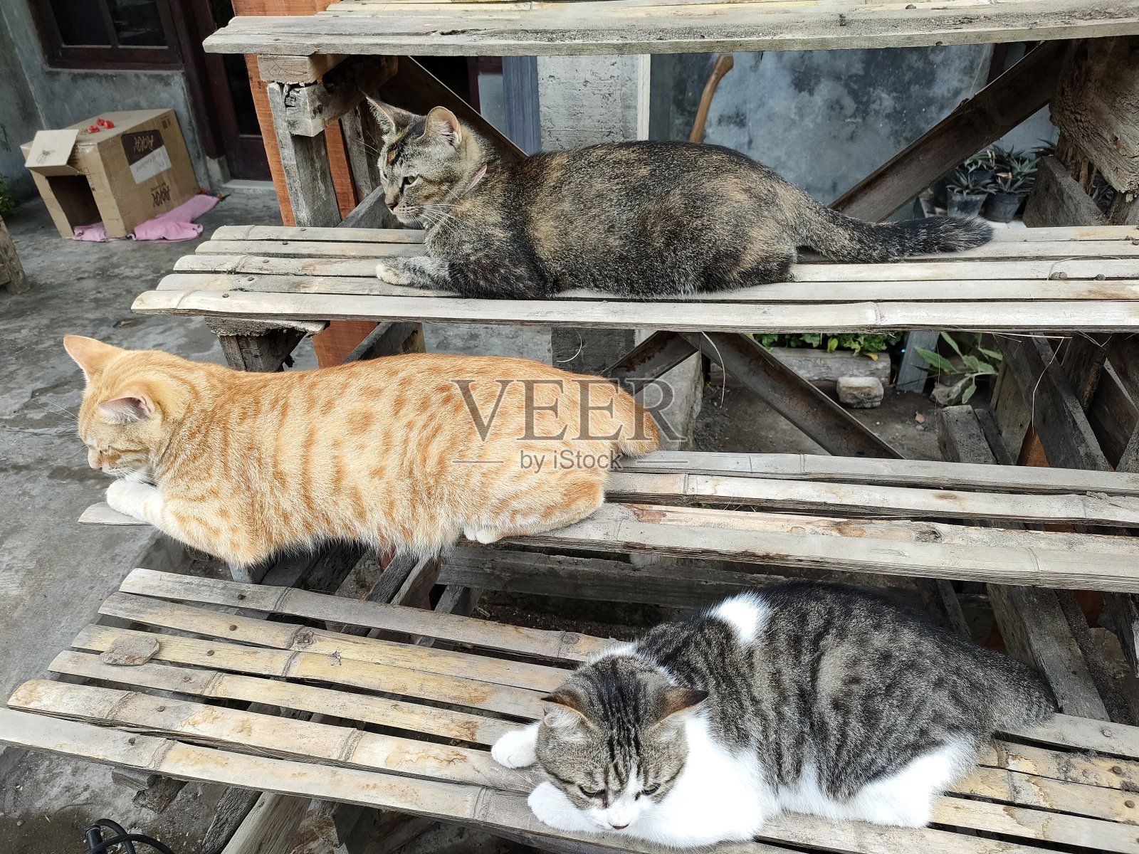 一群猫坐在木架子上放松照片摄影图片
