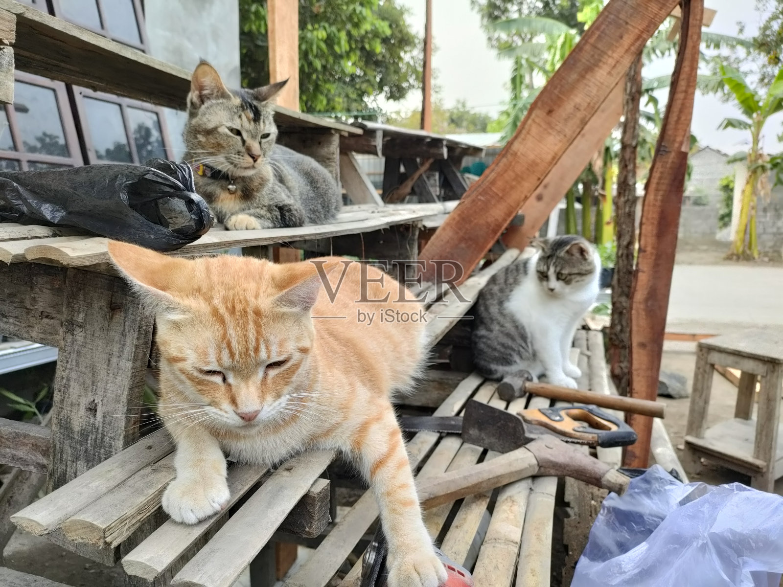 一群猫坐在木架子上放松照片摄影图片