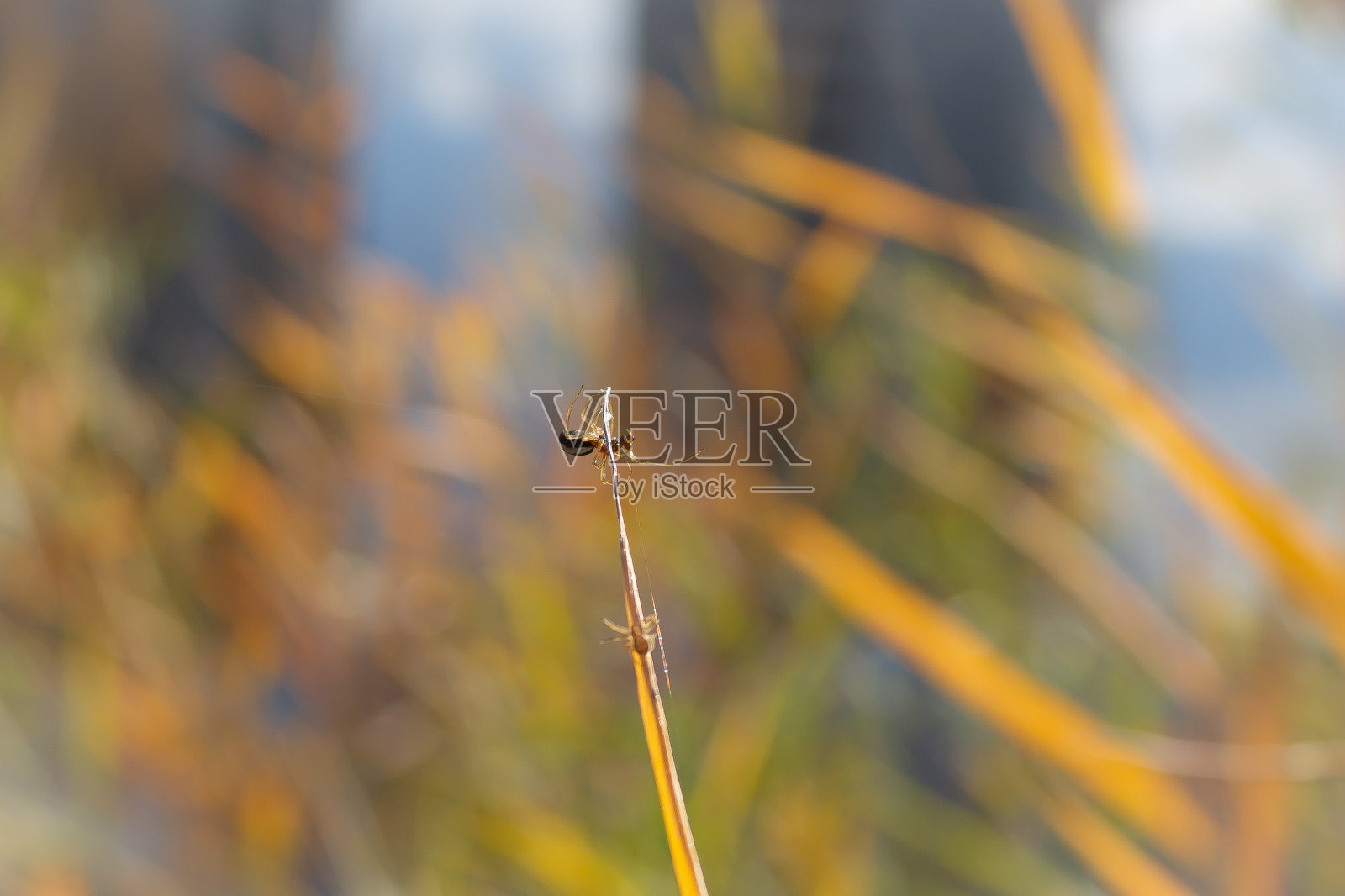 两个蜘蛛照片摄影图片