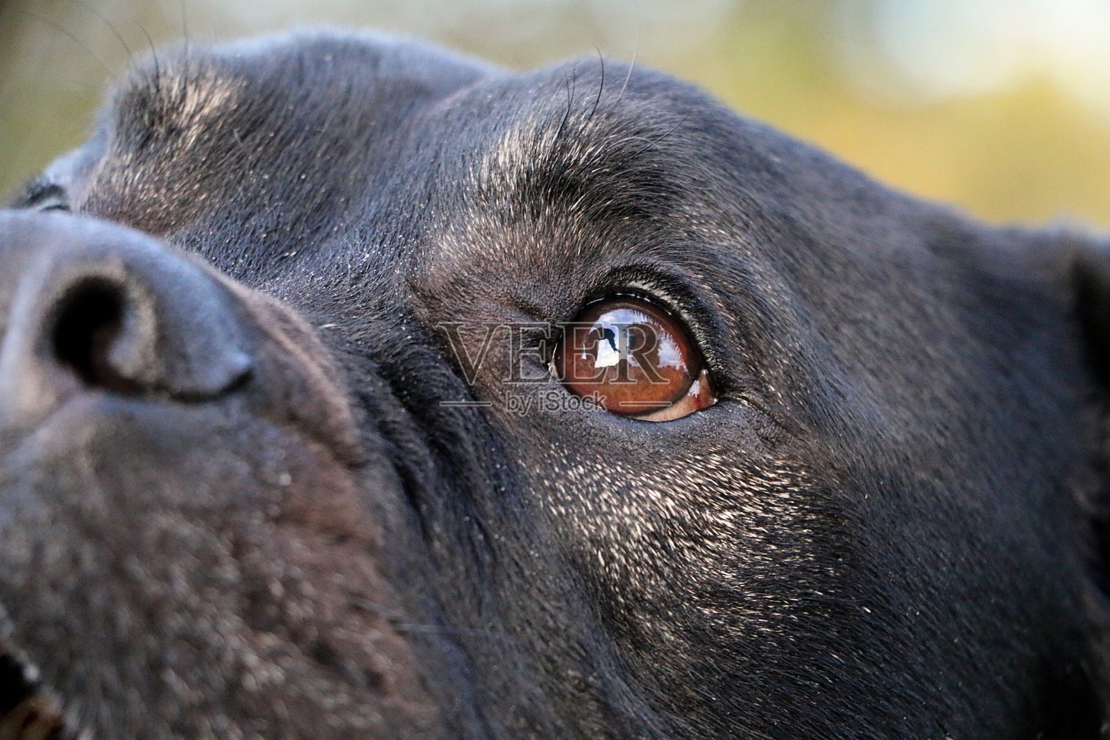 一只老英国斗牛犬在花园里的一只眼睛的特写照片摄影图片