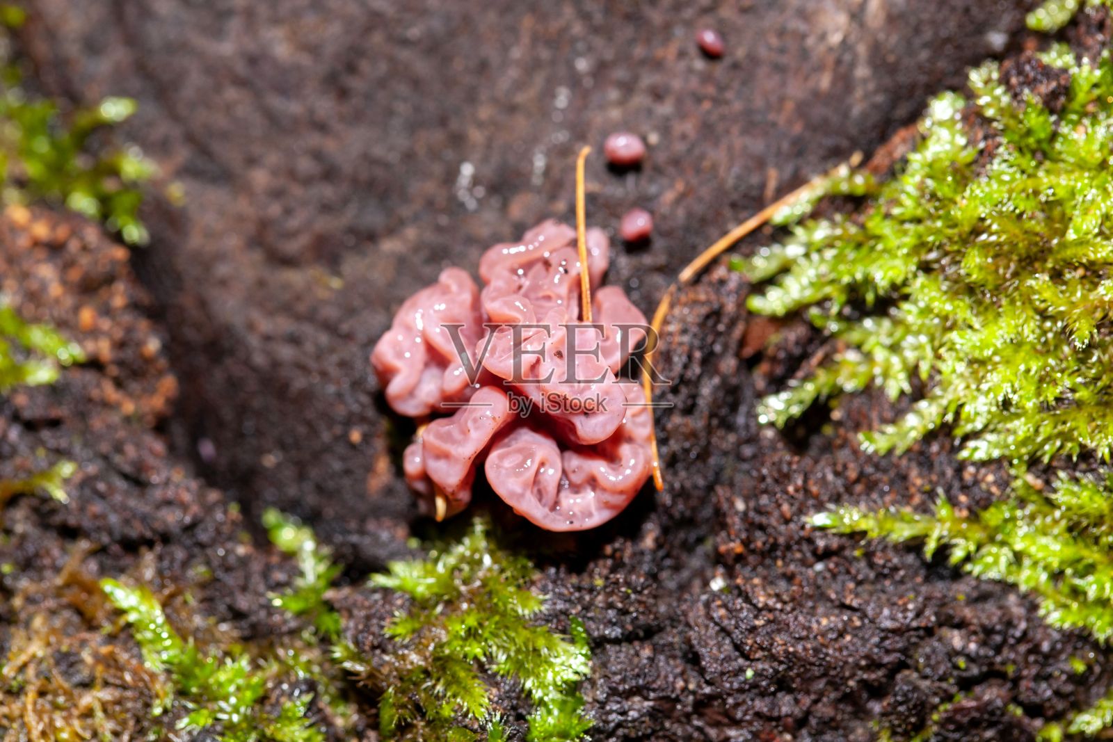 果冻状菌类，抗坏血碱类照片摄影图片