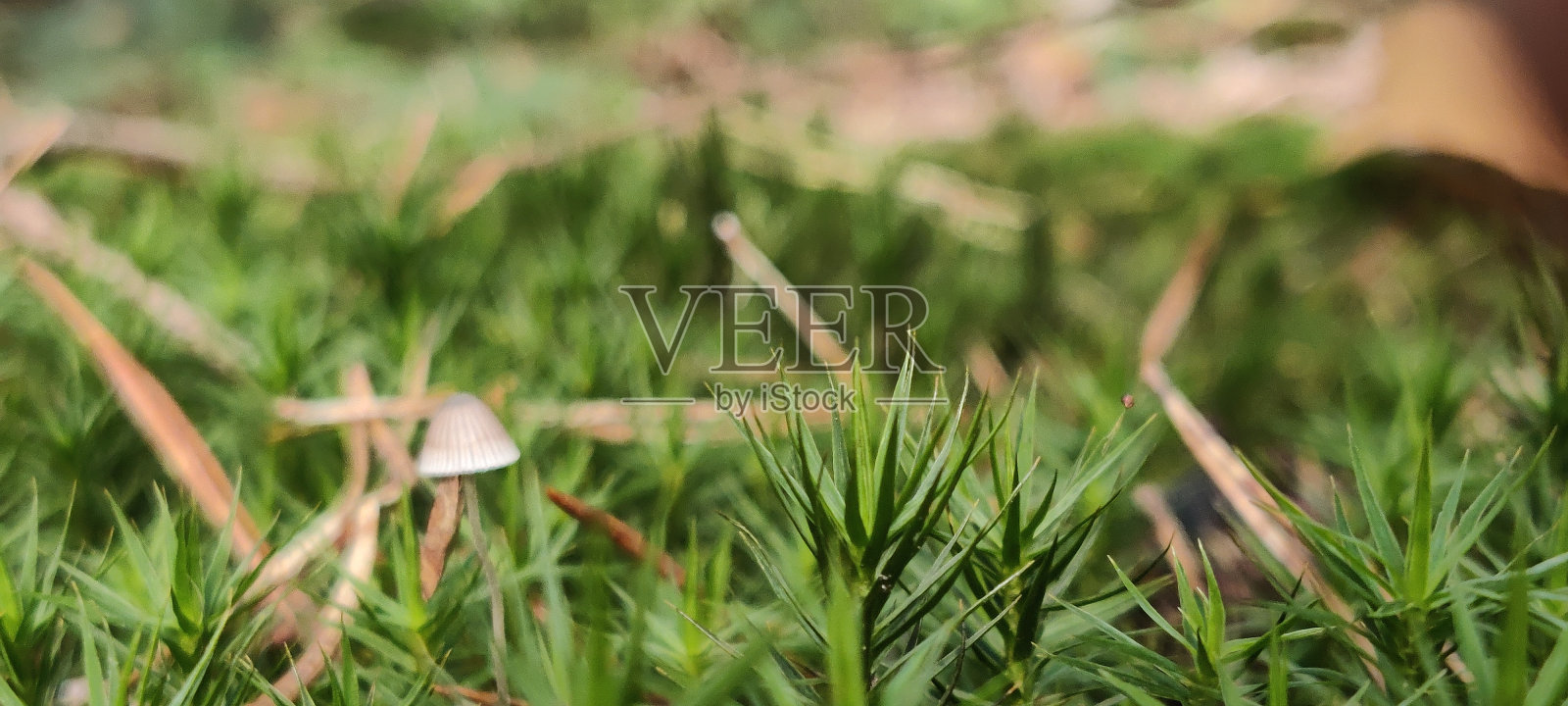 野生森林地菇照片摄影图片