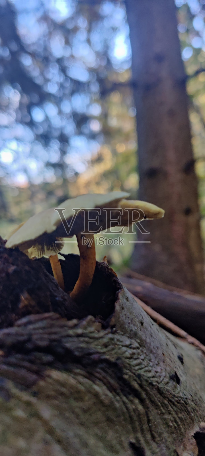 野生森林地菇照片摄影图片