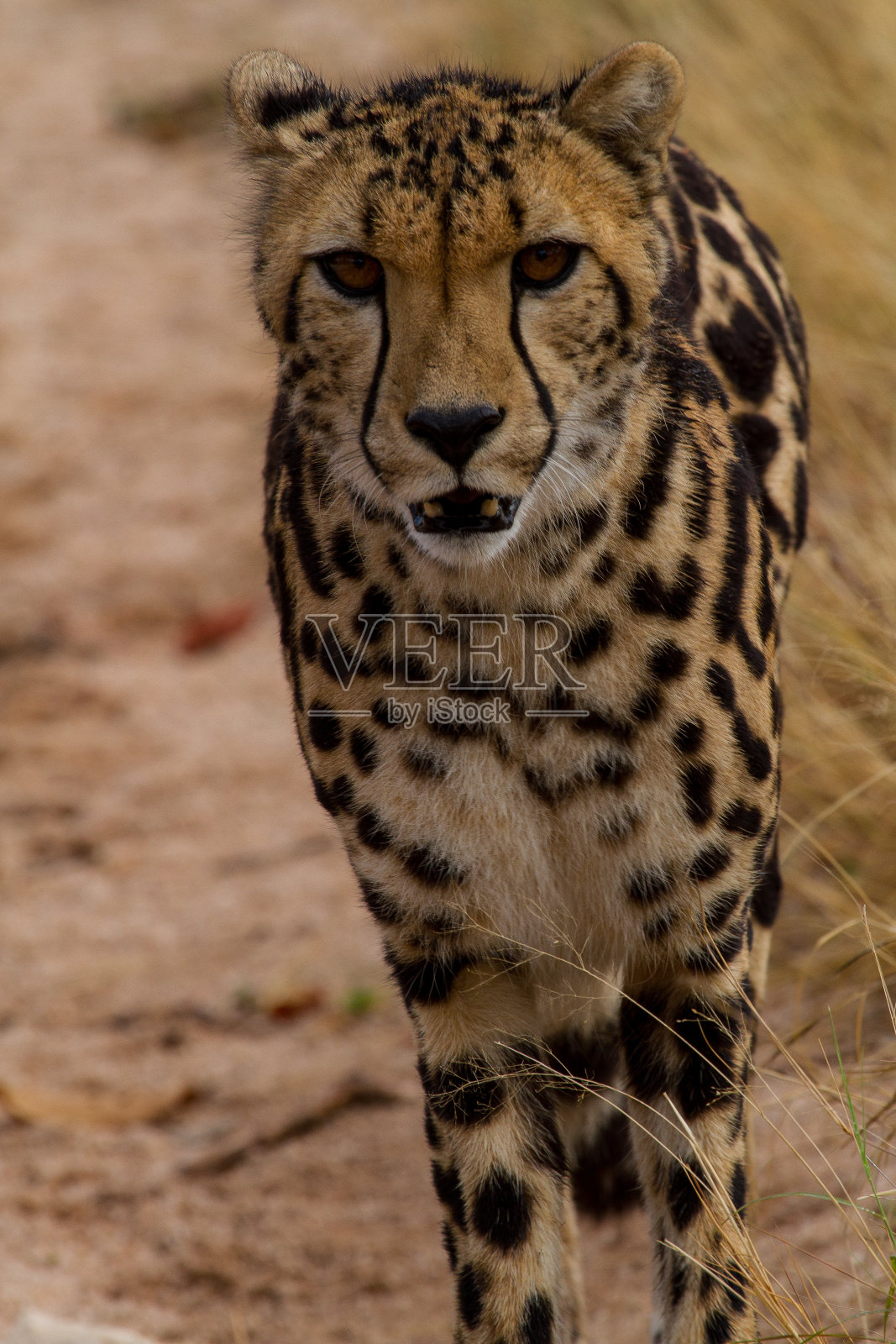 非洲的猎豹照片摄影图片