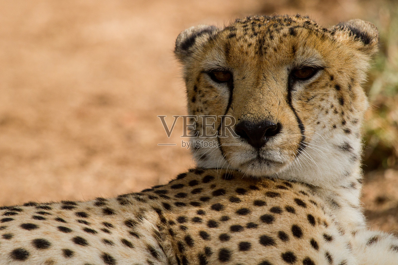 非洲的猎豹照片摄影图片